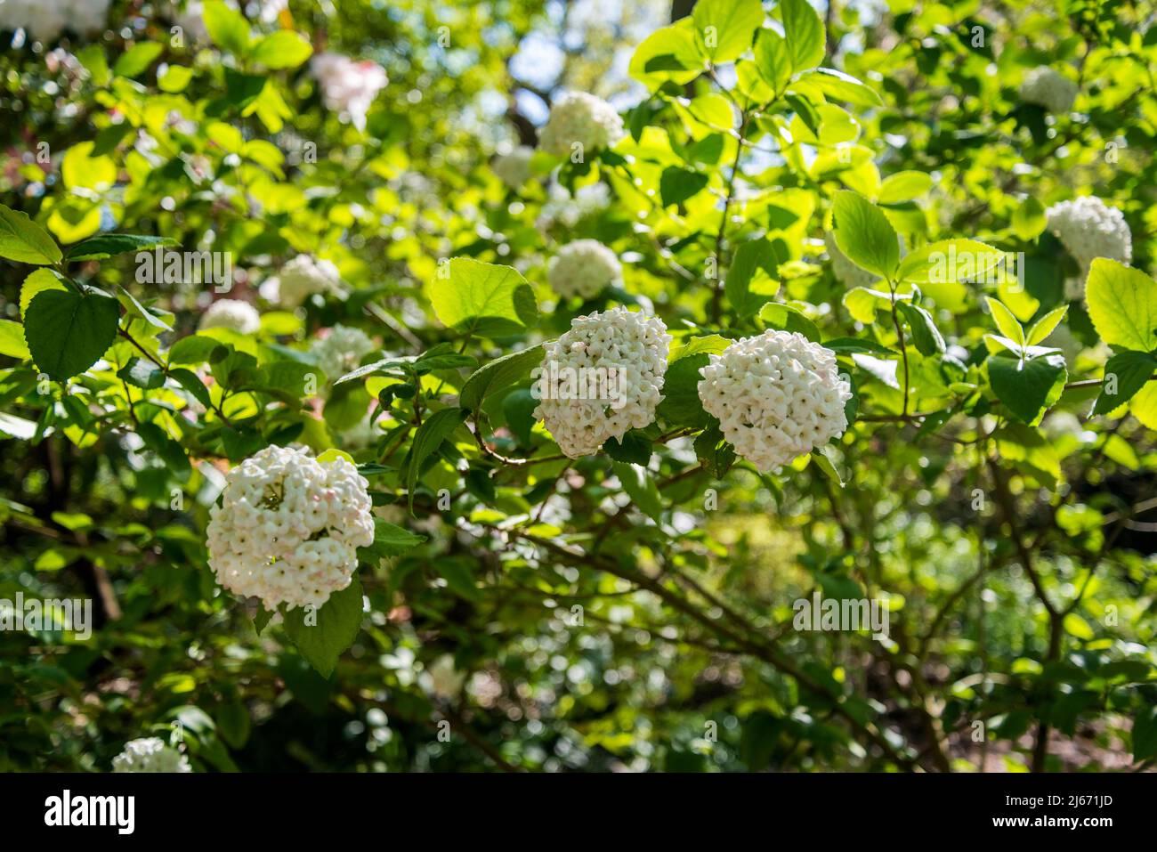 Viburnum × burkwoodii, Burkwood viburnum, halbimmergrüner Strauch mit duftenden weißen Blüten Stockfoto