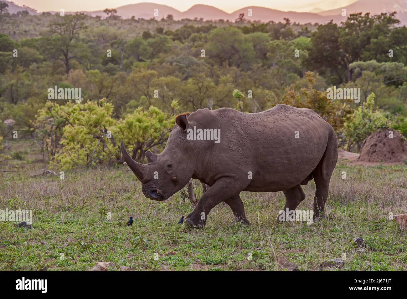 Ein großer weißer Rhino-Bulle (Ceratotherium simum) im Krüger-Nationalpark. Südafrika Stockfoto