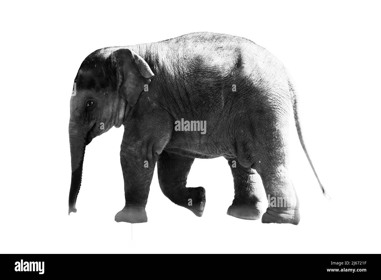 Schwarz-Weiß-Porträt eines afrikanischen Elefanten auf weißem Hintergrund. Wildes Tier Stockfoto