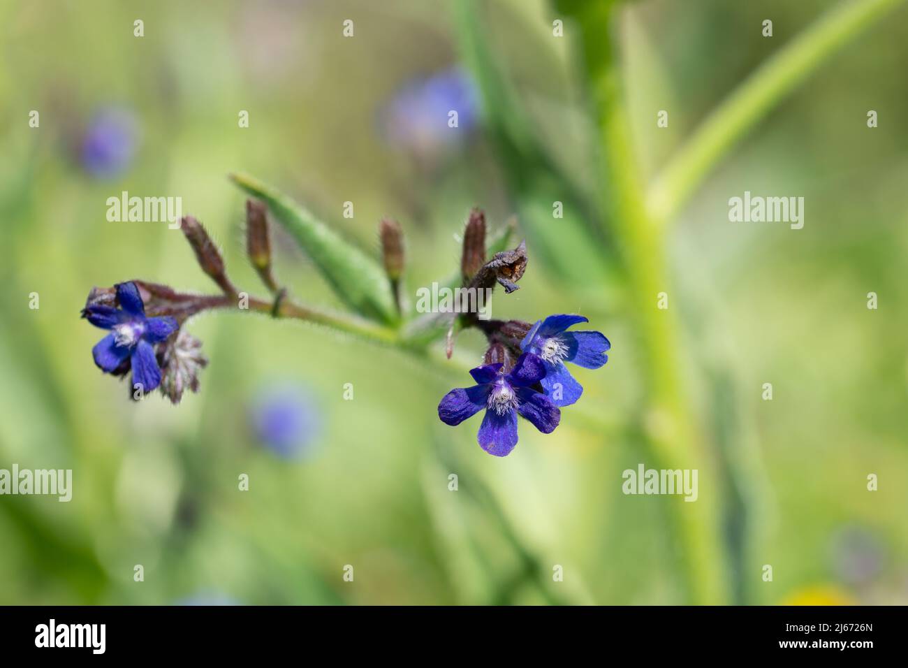 Detail von kleinen blauen Blüten der Wallflower Leaf Vine (Cynoglossum cheirifolium) Stockfoto