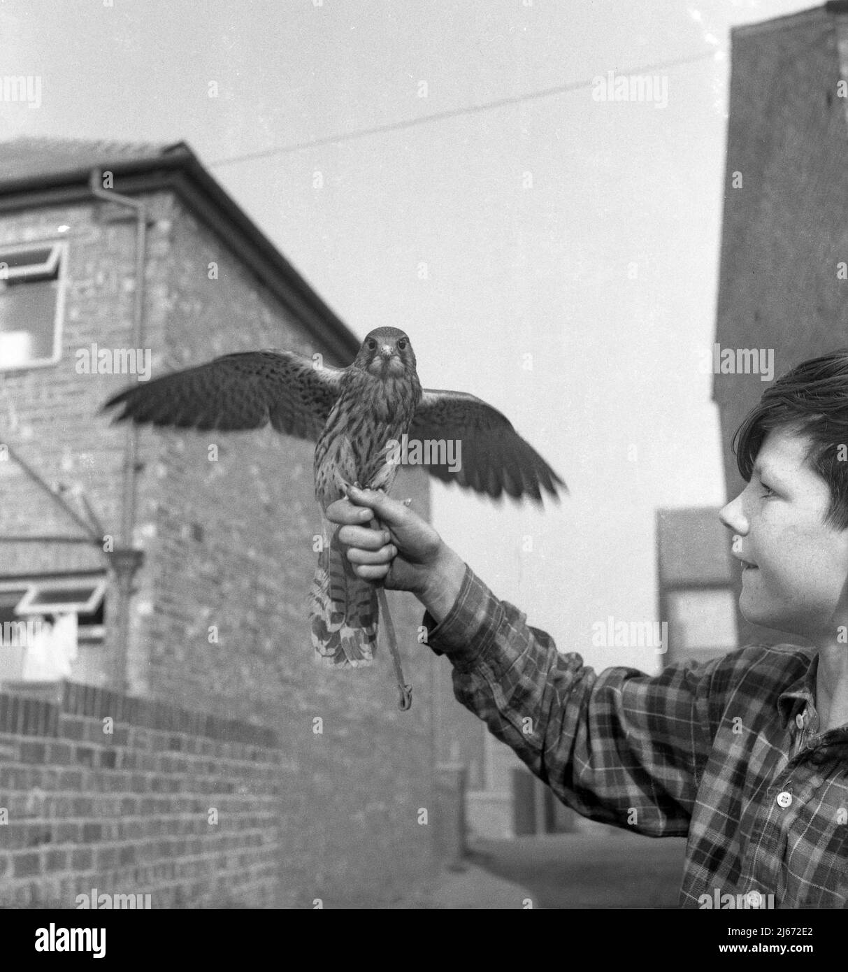 1960s, historisch, draußen in einer Seitengasse, ein junger Teenager, der einen Greifvogel mit seinen Flügeln nach draußen hält, Stockport, Manchester, England, Großbritannien. Stockfoto