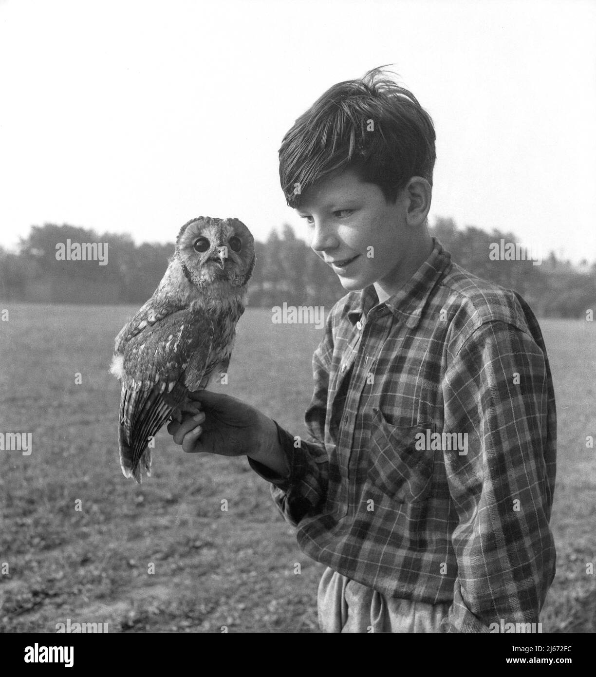 1960, historisch, draußen auf einem Feld, eine Waldkauz, die auf der Hand eines jungen Teenagers sitzt, Stockport, Manchester, England. VEREINIGTES KÖNIGREICH. Stockfoto