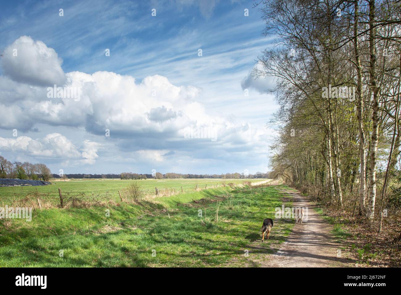 Drenthe Landschaft des Bachtals Rolderdiep zwischen Anderen und Rolde mit unbefestigten Weg, auf dem zwei Hunde und rechts ein Baumrand mit Birke Stockfoto