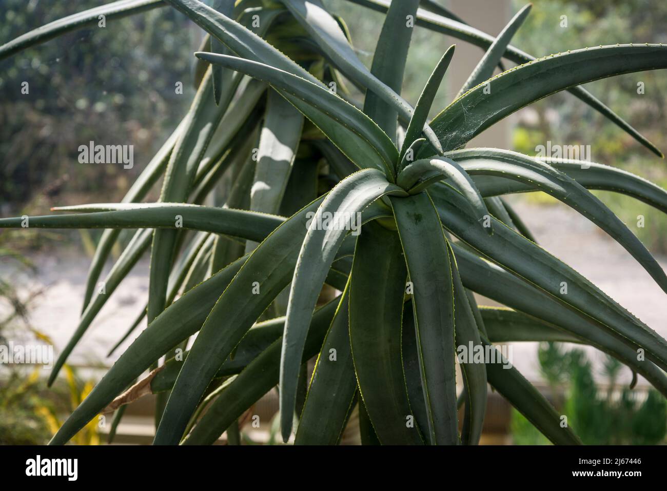 Aloidendron dichotomum, früher Aloe dichotoma, der Köcherbaum oder Kokerboom, ist eine große, verzweigte Art von Sukkulenten Stockfoto