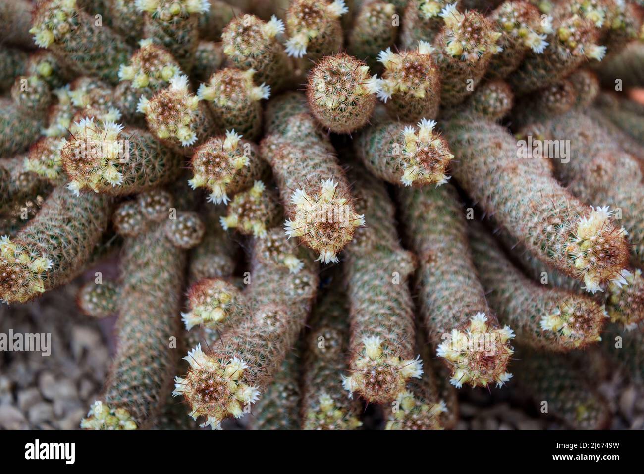 Mammillaria elongata, der Goldspitzenkaktus oder Marienfinger-Kaktus, ist eine blühende Pflanze aus der Familie Cactaceae, die in Zentralmexiko beheimatet ist Stockfoto