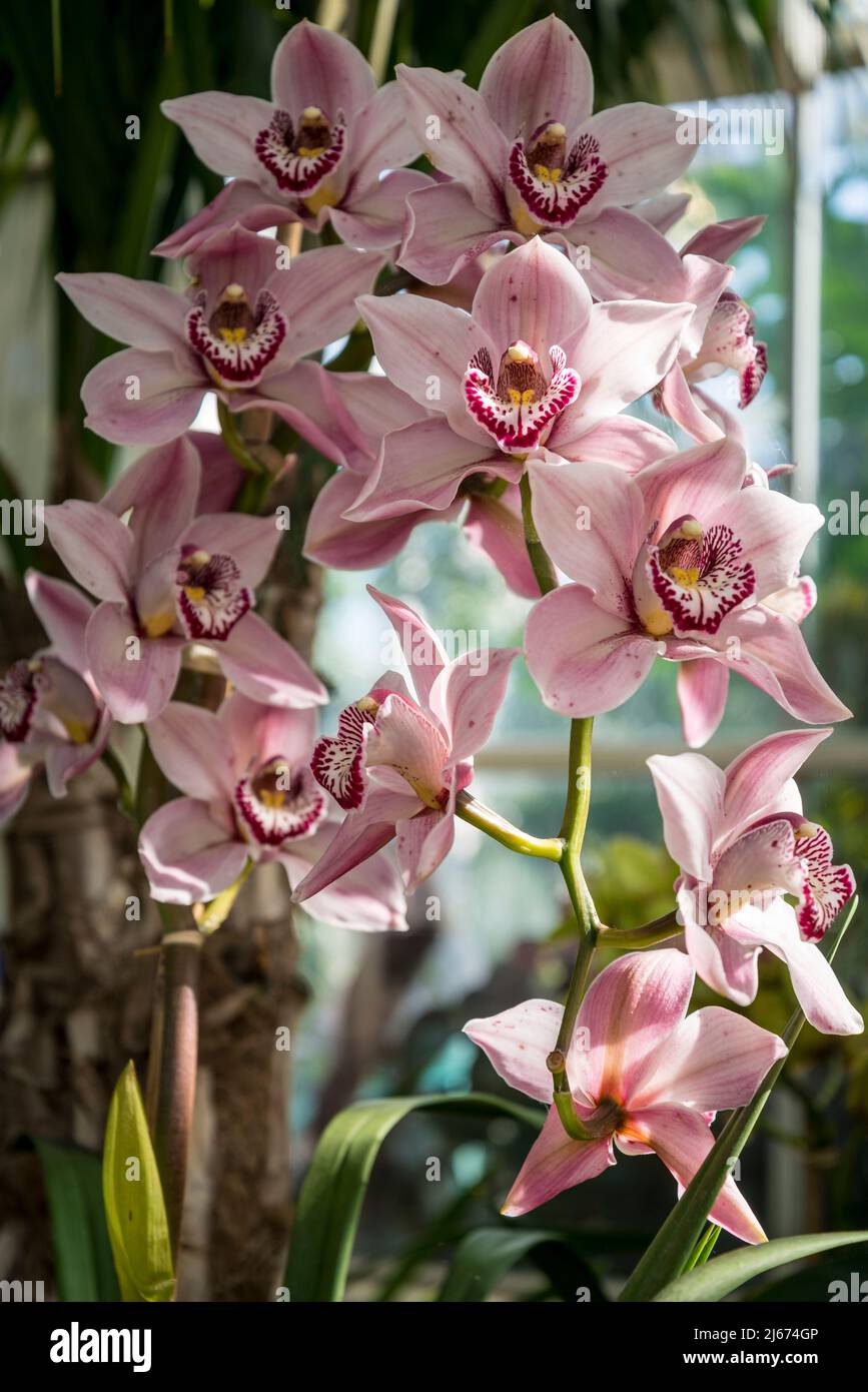 Cymbidium Vieux Rose gx „Dell Park“ Stockfoto
