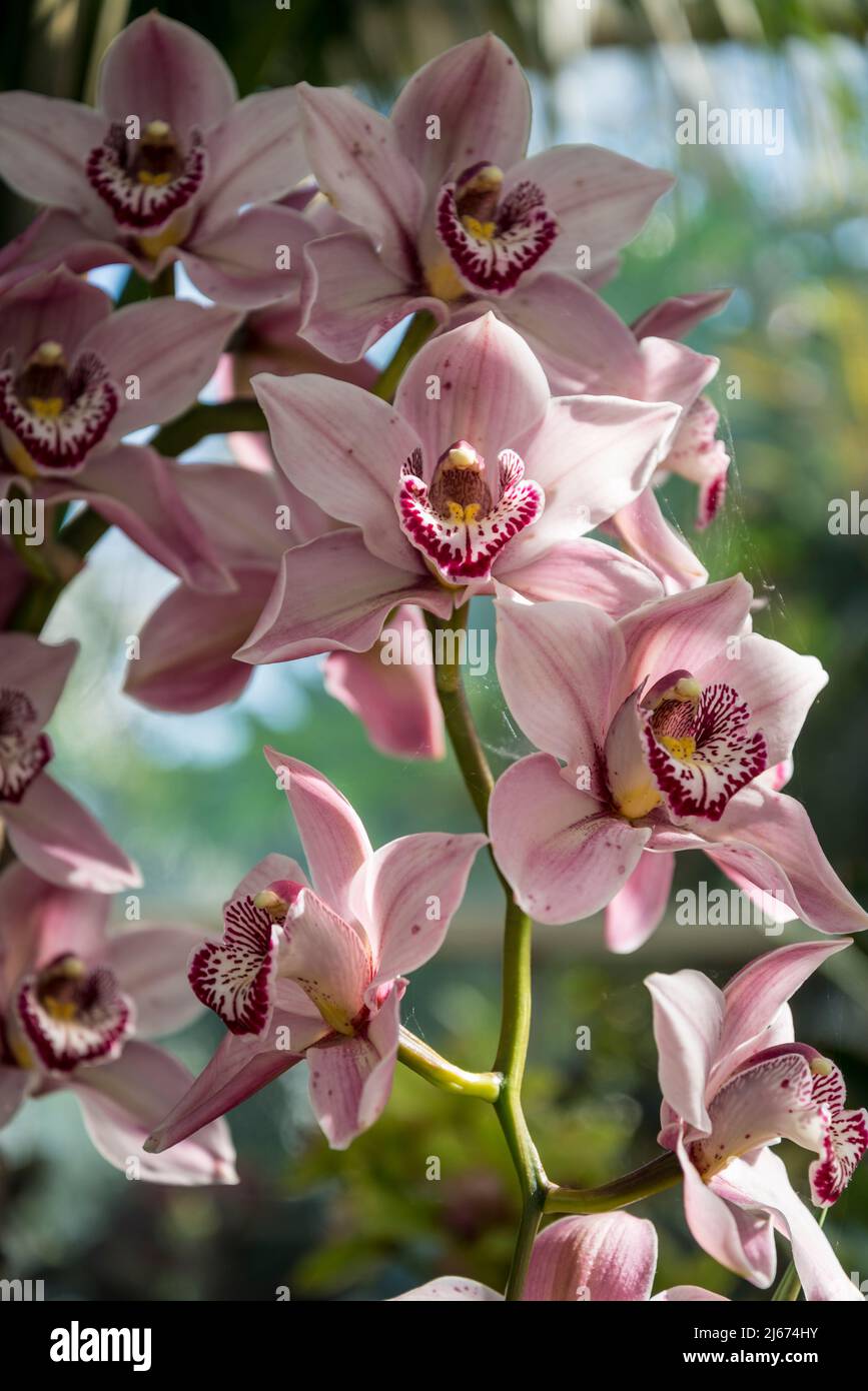 Cymbidium Vieux Rose gx „Dell Park“ Stockfoto