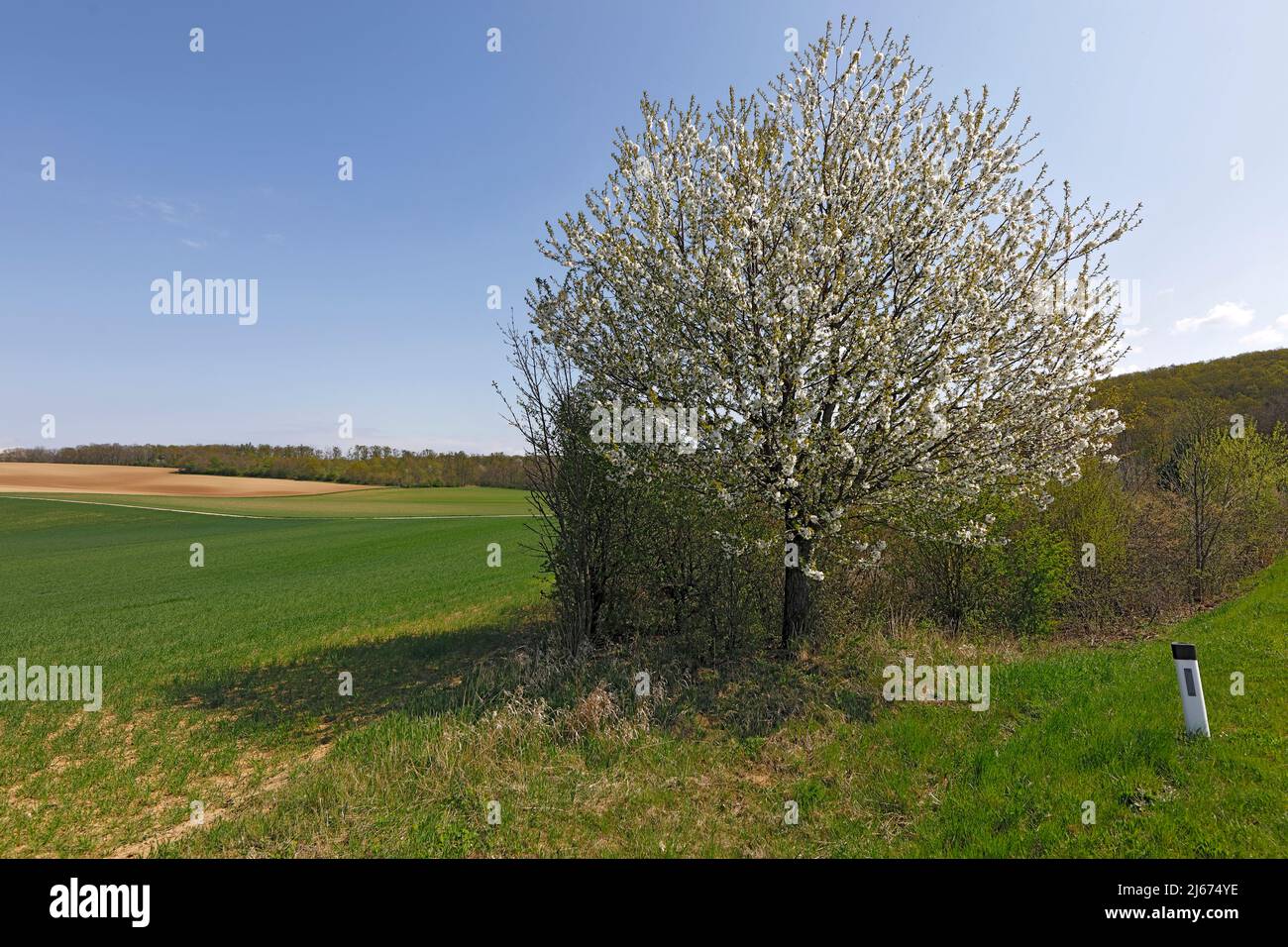 Ein blühender Vogelkirschbaum in der Kulturlandschaft Niederösterreichs Stockfoto