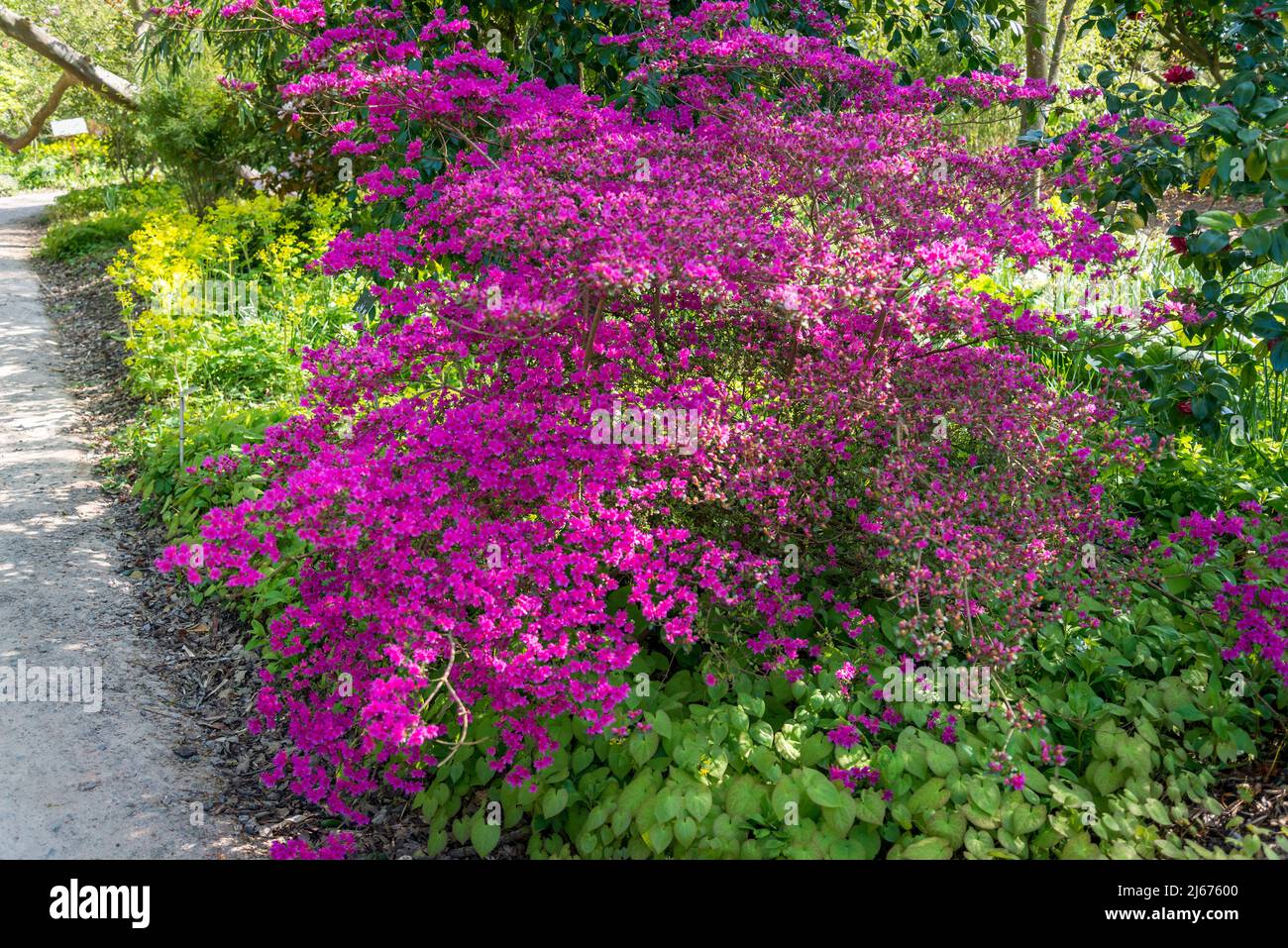 Rhododendron (Obtusum-Gruppe) „Amoenum“ Stockfoto