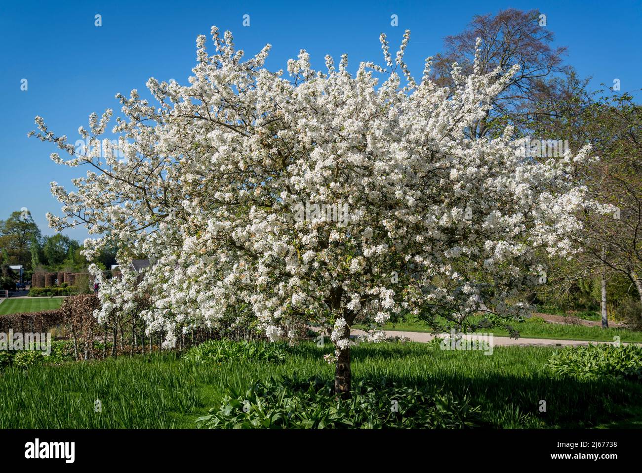 Malus 'Evereste', blühender Krabbenapfelbaum Stockfoto