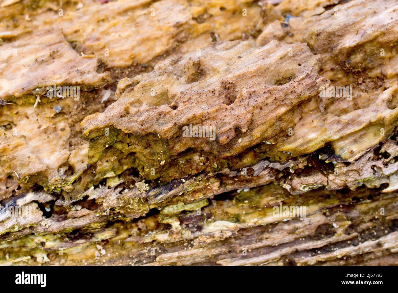 Nahaufnahme der freiliegenden Baumstruktur, während das Holz langsam verrottet, zerfällt und zerfällt. Stockfoto