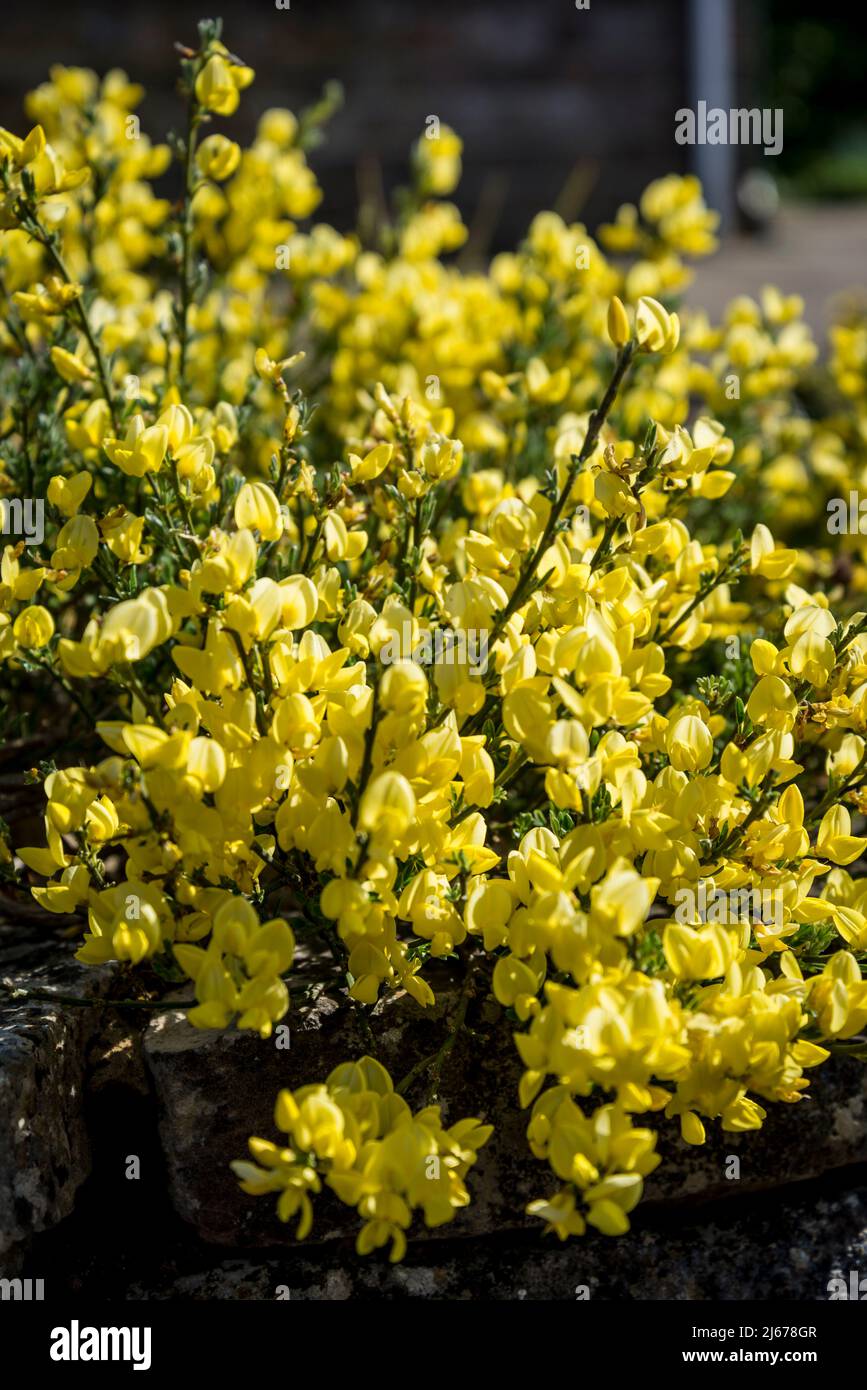 Cytisus x kewensis 'Niki', Cytisus Kewensis Nikki, auch bekannt als ‘Kew Broom’, ist ein Laubstrauch Stockfoto