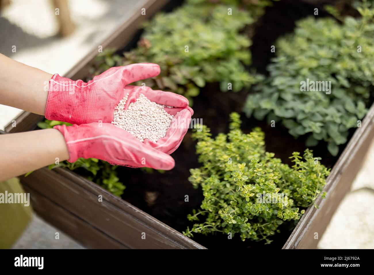 Gärtner hält in den Händen mineralische Düngung, Nahaufnahme Stockfoto