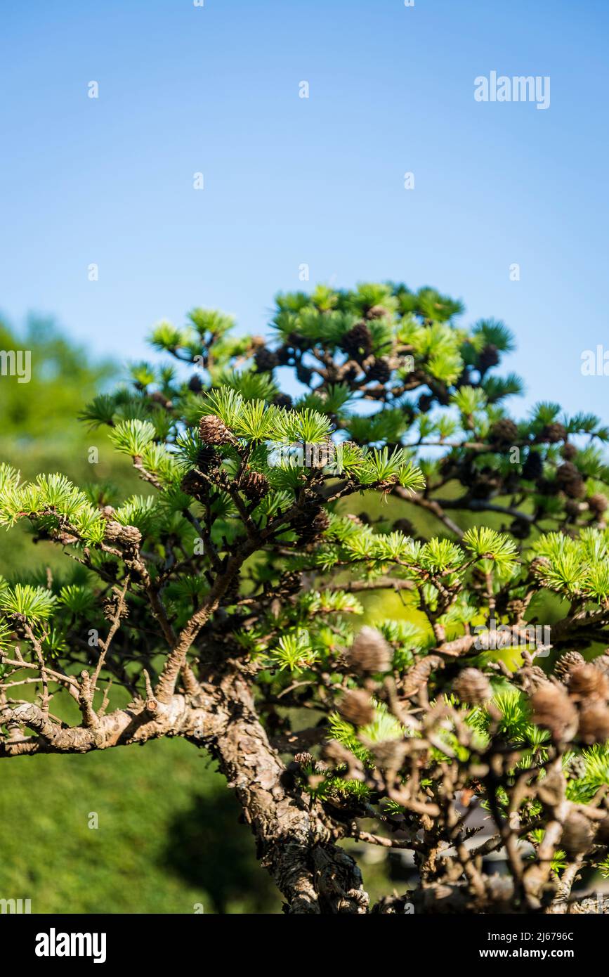 Bonsai Larix dezidua, Europäische Lärche Stockfoto