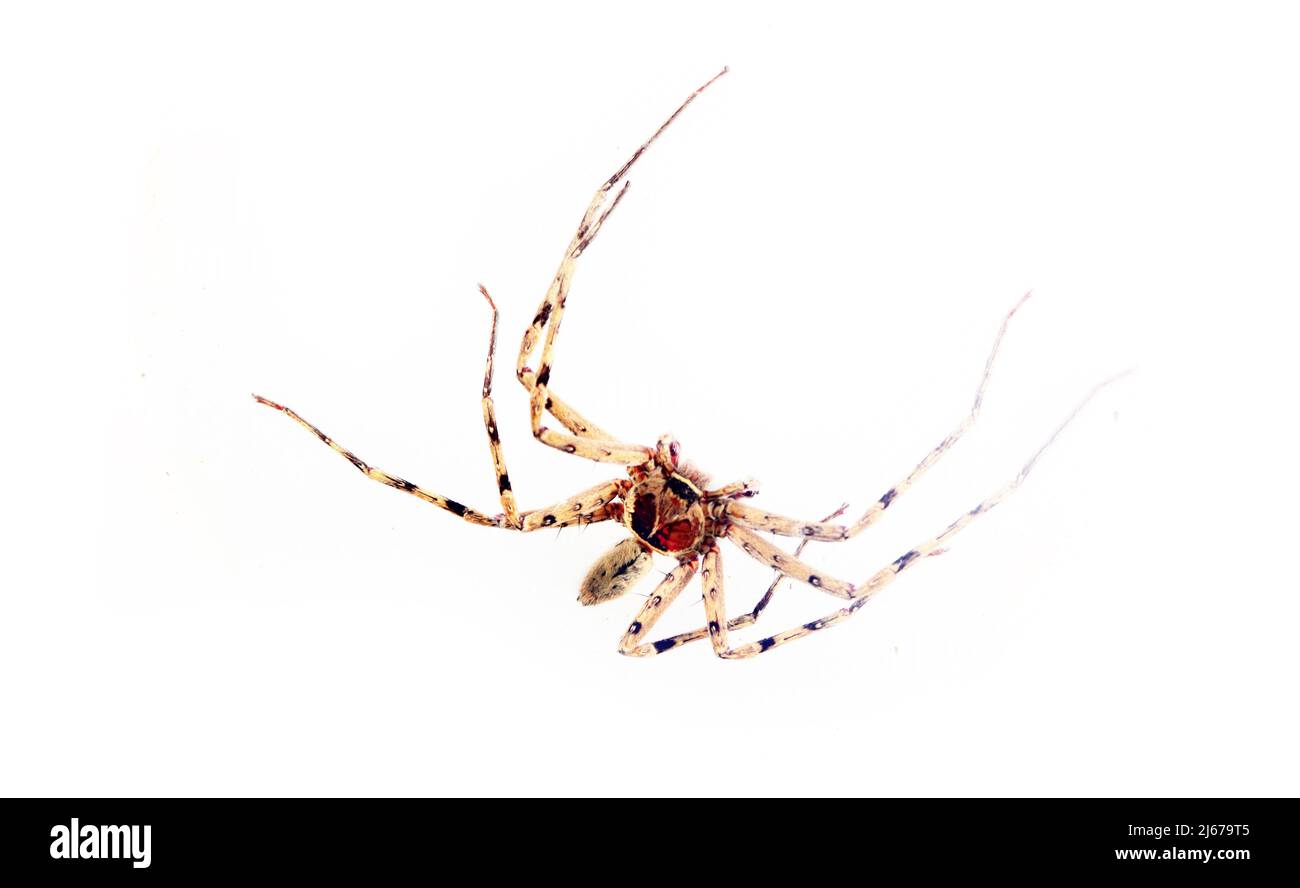 Große Spinne mit langen Beinen, wahrscheinlich Heteropoda venatoria. Sri Lanka. Isoliert auf weißem Hintergrund Stockfoto