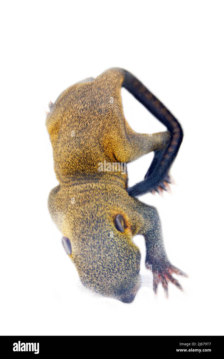 Wachsendes Eichhörnchen Welpen von Pallas Eichhörnchen isoliert auf weißem Hintergrund. Thailand Stockfoto