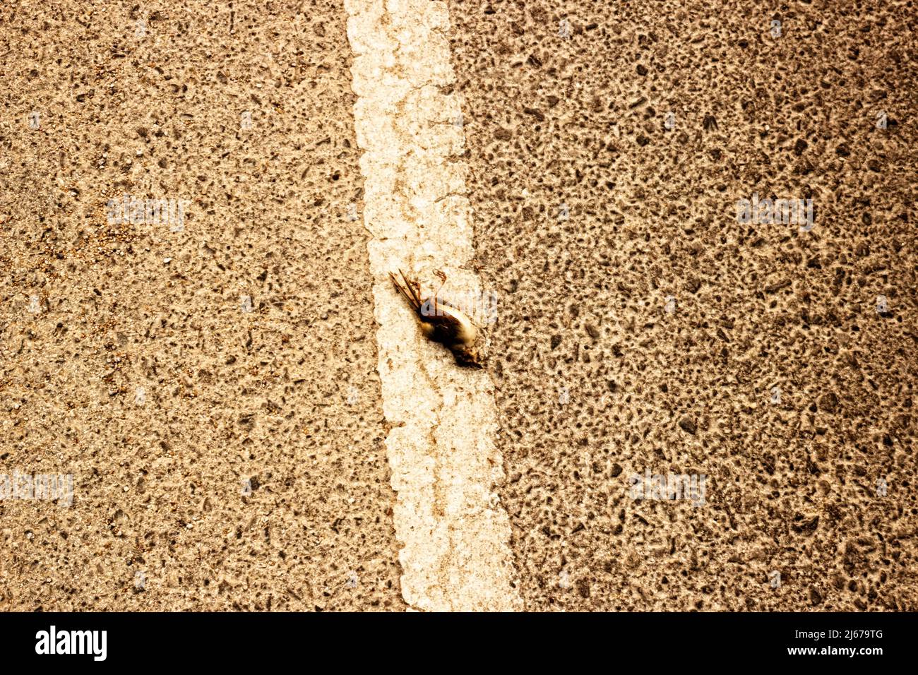 Kleiner Vogel starb, der von Ameisen gefressen wird. Saprophyten, die Leichen essern, reinigen die Umwelt von toten Tieren. Nordthailand Stockfoto