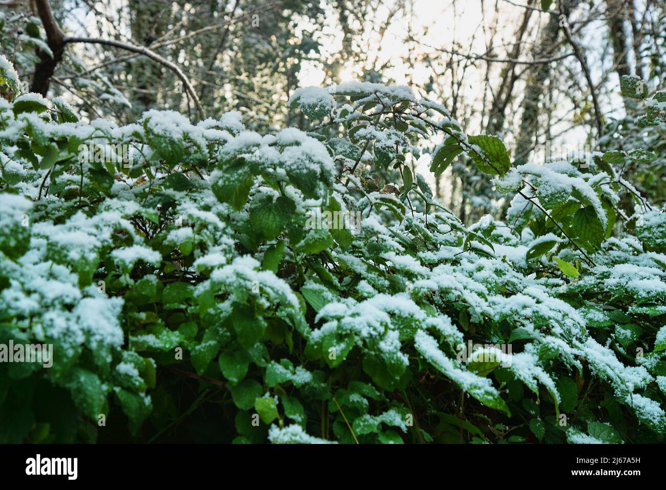 Früher Schnee. Herbstdickichte aus Brombeeren, Clematis und anderen Lianen sind mit Schnee bedeckt, der für den Süden unerwartet ist. Hainbuche-Wald Stockfoto