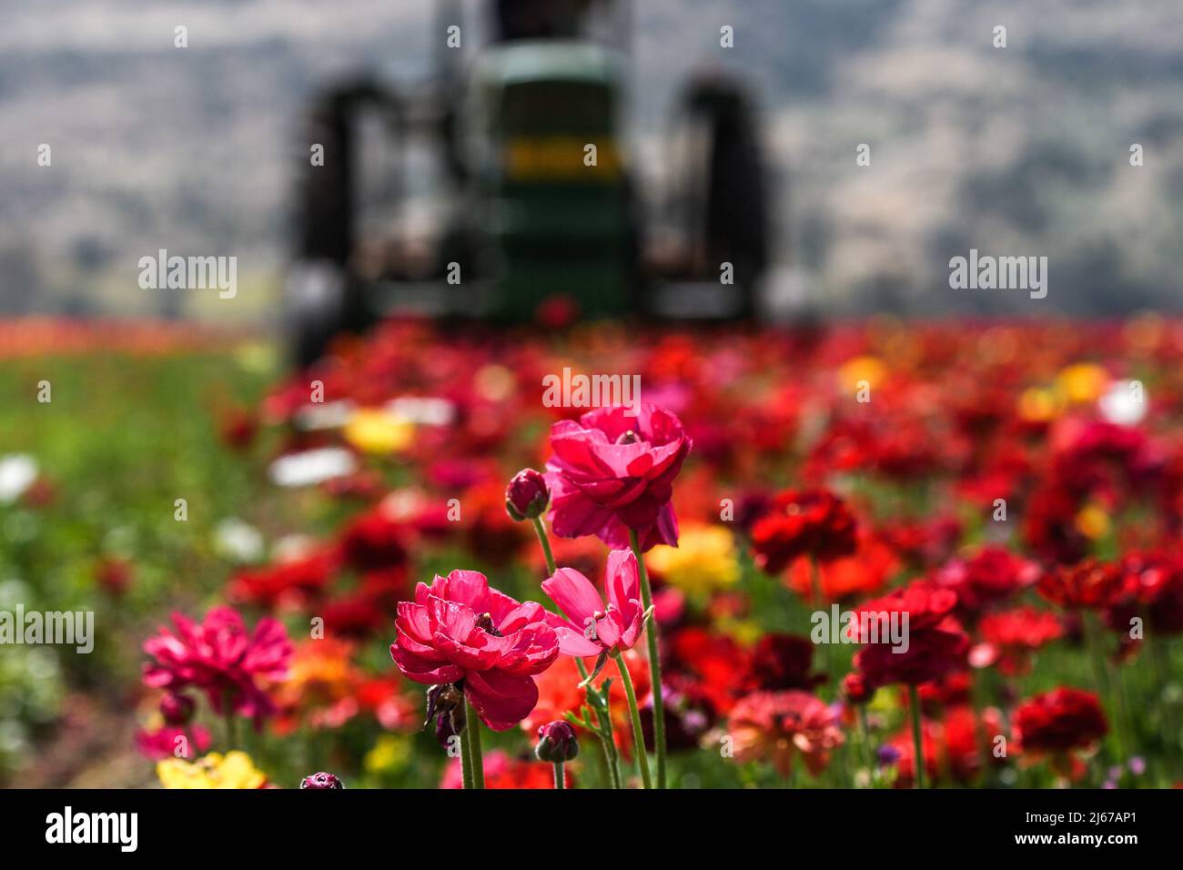 (220428) -- KIRYAT SHMONA, 28. April 2022 (Xinhua) -- das Foto vom 28. April 2022 zeigt Blumen in einem Butterblume-Feld in der Nähe der nordisraelischen Stadt Kiryat Shmona. (Ayal Margolin/JINI über Xinhua) Stockfoto