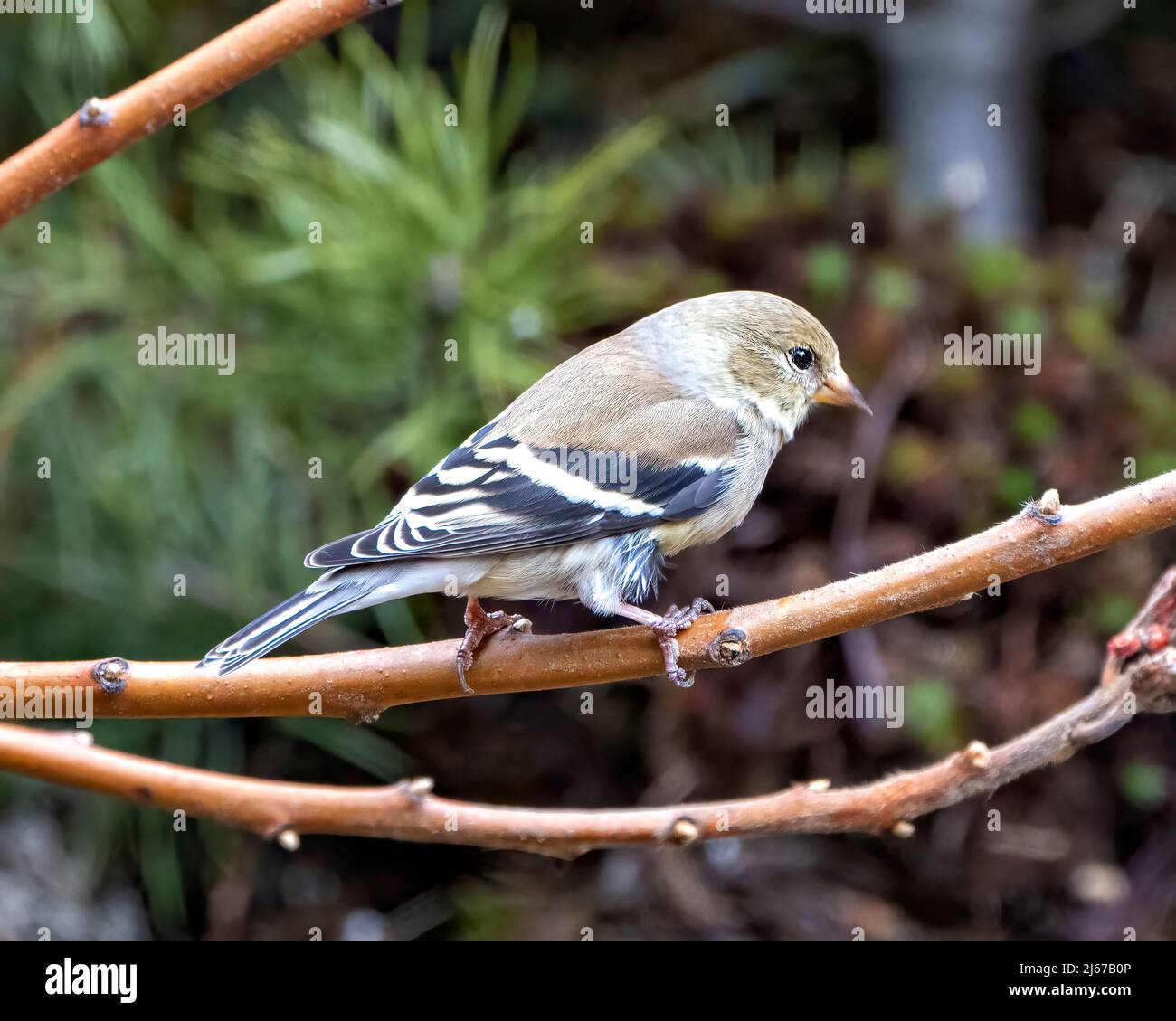 Finch Nahaufnahme Seitenprofil, auf einem Zweig mit einem verschwommenen Wald Hintergrund in seiner Umgebung und Lebensraum Umgebung thront. Stockfoto