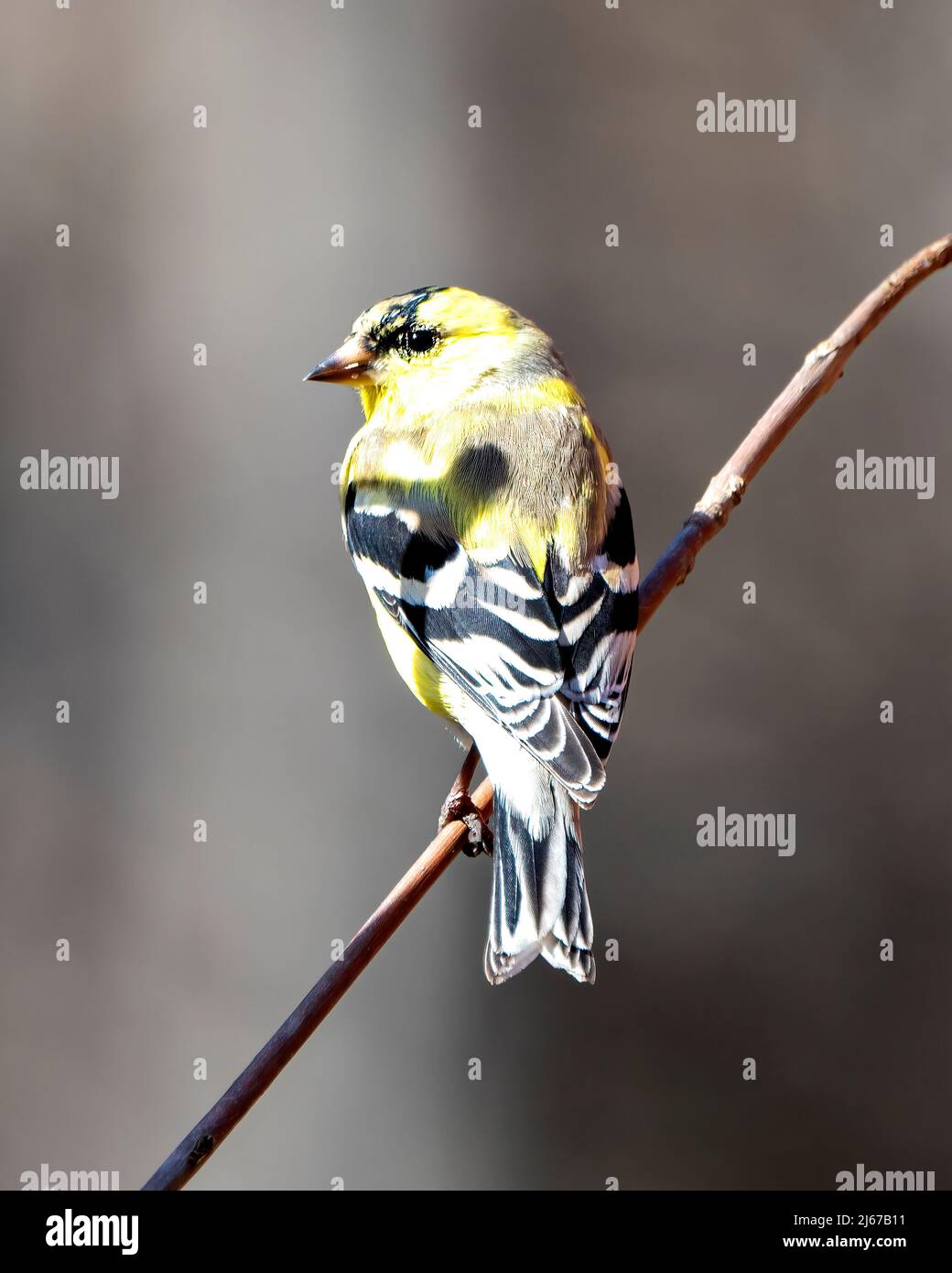 Finch Nahaufnahme des hinteren Profils, auf einem Ast mit unscharfem Hintergrund in seiner Umgebung und Umgebung. Stockfoto