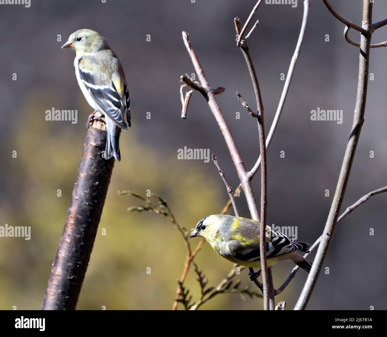 Finch Paar Nahaufnahme Profilansicht, auf einem Zweig mit einem verschwommenen Hintergrund in seiner Umgebung und Lebensraum Umgebung thront. Zwei Vögel. Stockfoto