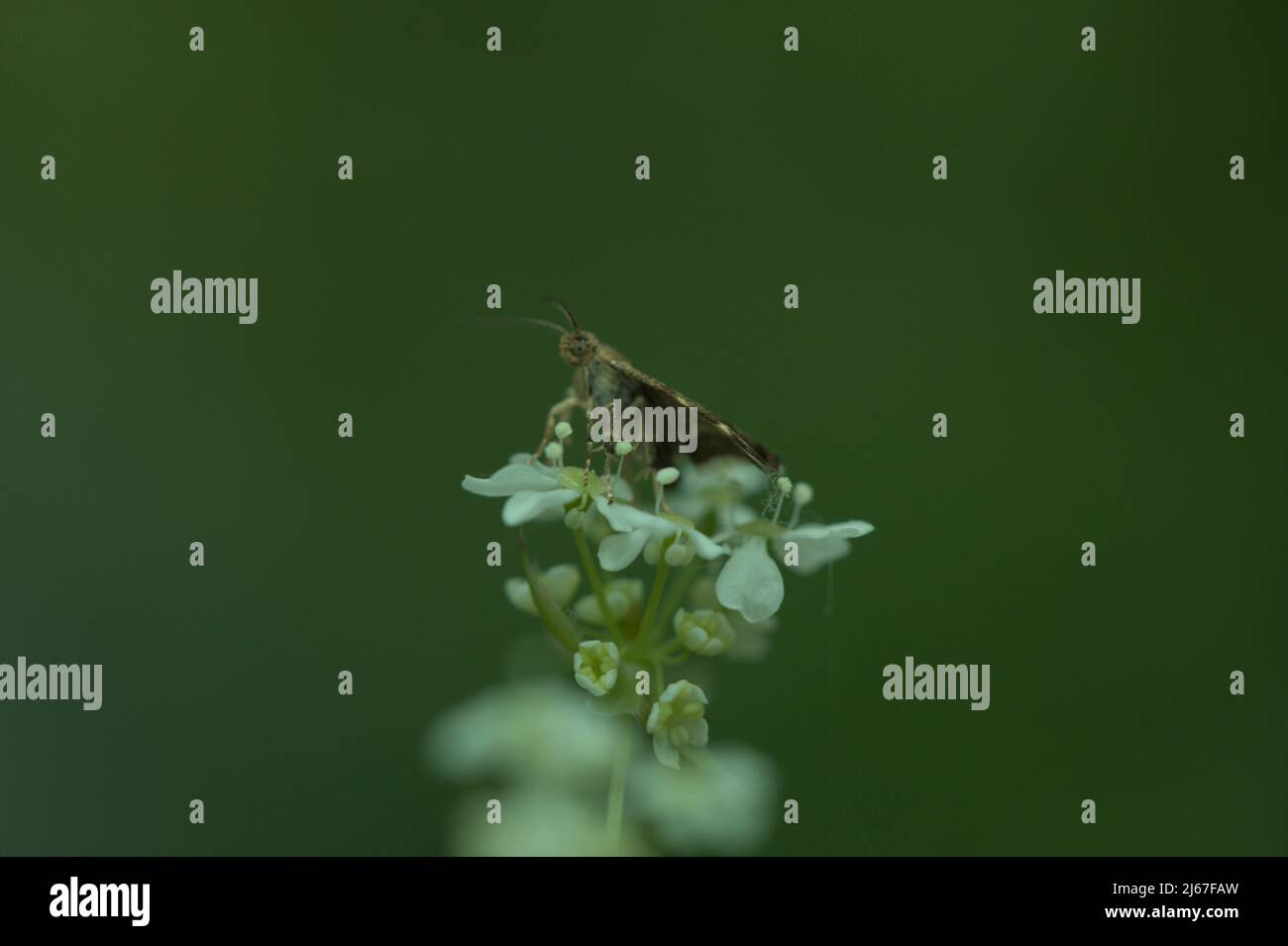 Kleine Brennnessel-Hahn Motte ( Anthophila fabriciana ) auf der Nahrungssuche auf weißen Wildblumen . Stockfoto