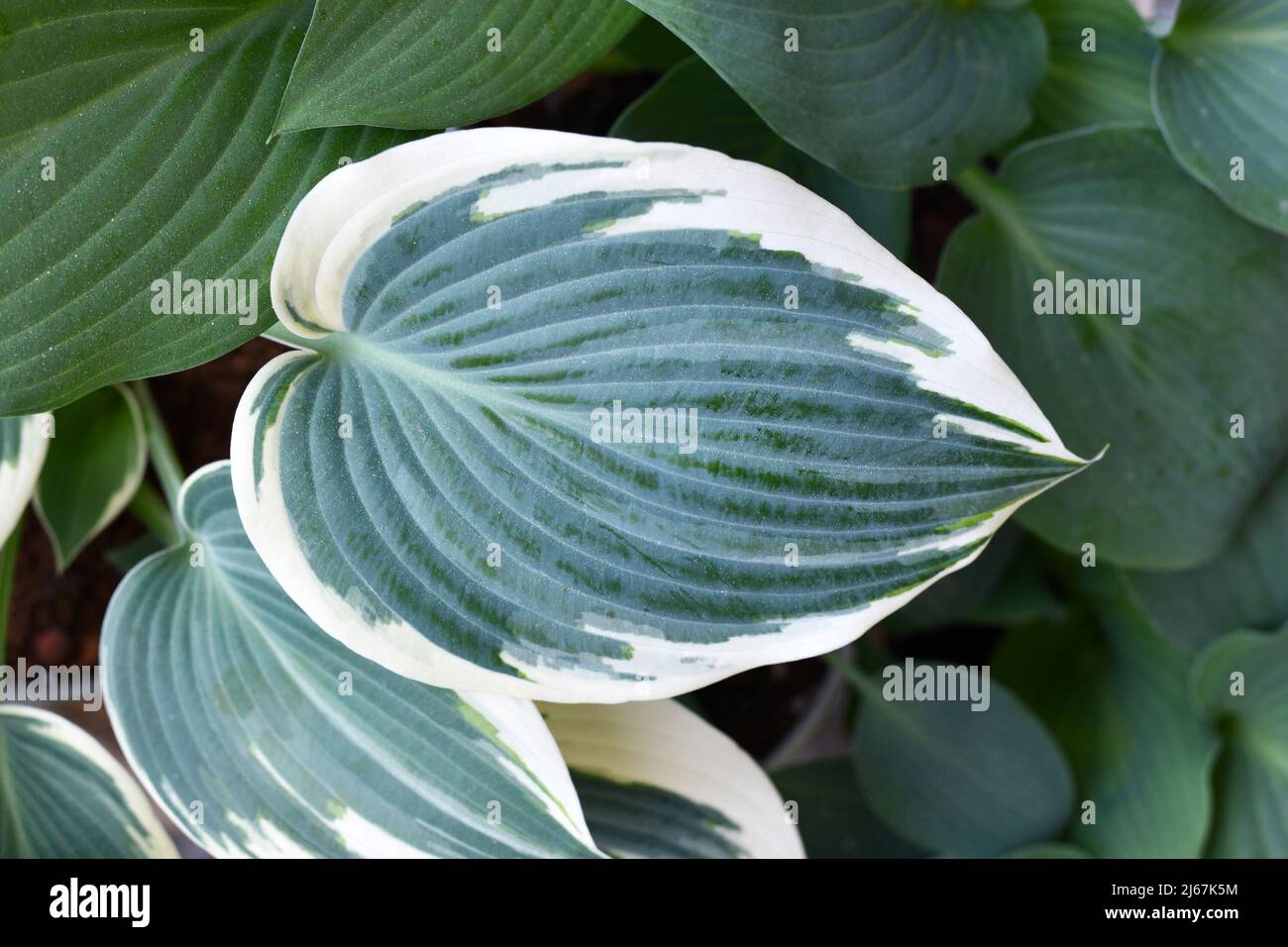 Blatt der asiatischen Hosta-Pflanze mit grüner und weißer Farbe Stockfoto
