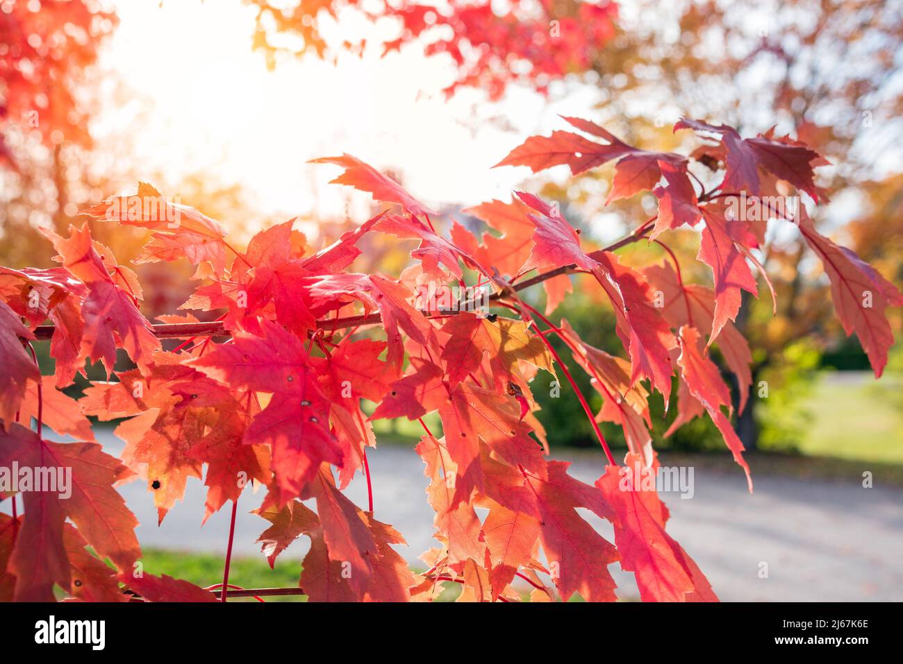 Nahaufnahme eines Ahornbaums mit roten Blättern im herbstlichen Abendlicht. Natürlicher Hintergrund. Stockfoto