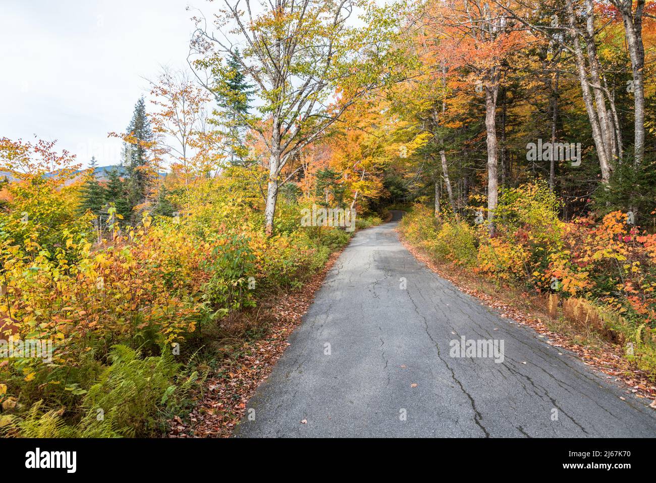 Leere Waldstraße in den Bergen an einem bewölkten Herbsttag. Atemberaubendes Herbstlaub. Stockfoto