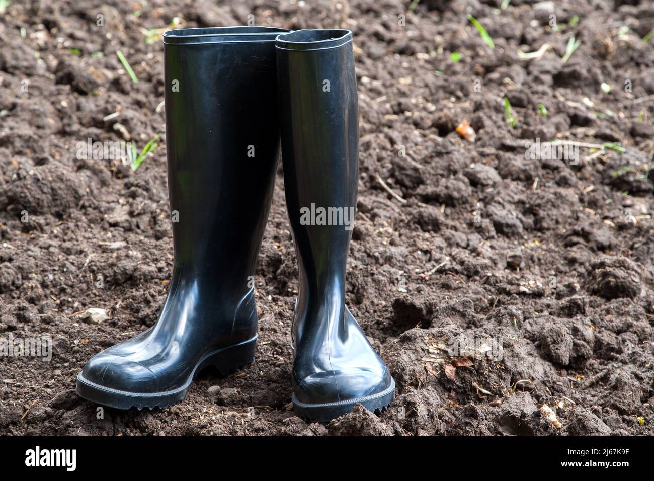 Schwarze Gummistiefel im Feld. Gummistiefel sind für die Landwirtschaft unverzichtbar. Stockfoto