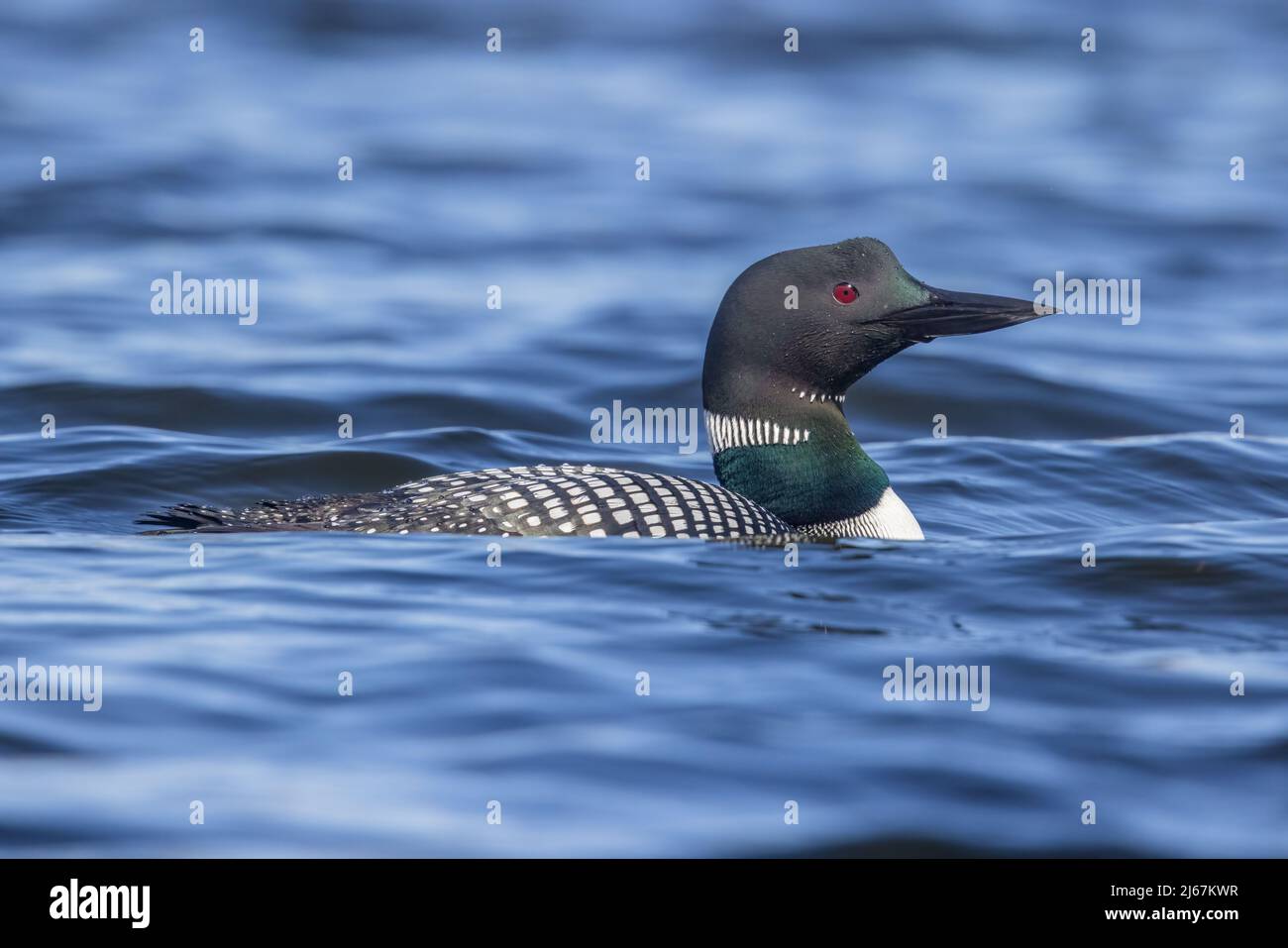 Gemeinsames Schwimmen von Ballons in einem Wildnissee im Norden von Wisconsin. Stockfoto