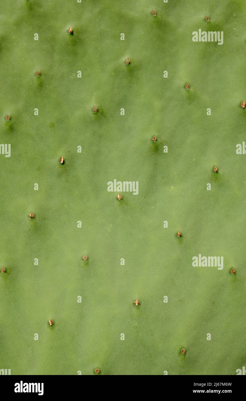 Abstrakte Hintergrundtextur eines Spiky Cactus Stockfoto