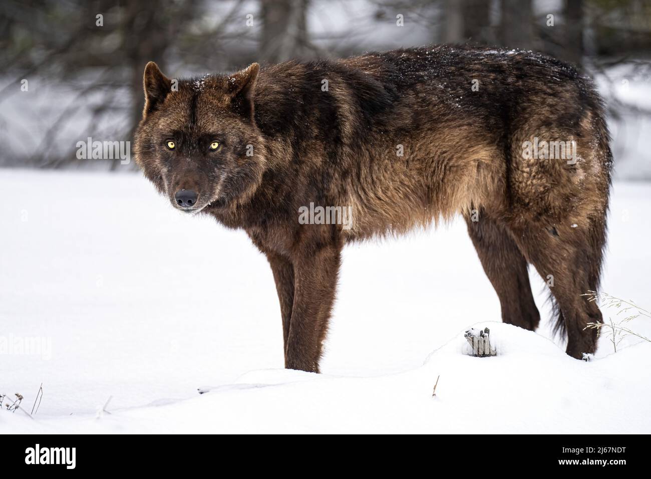 Schwarzer Wolf Stockfoto