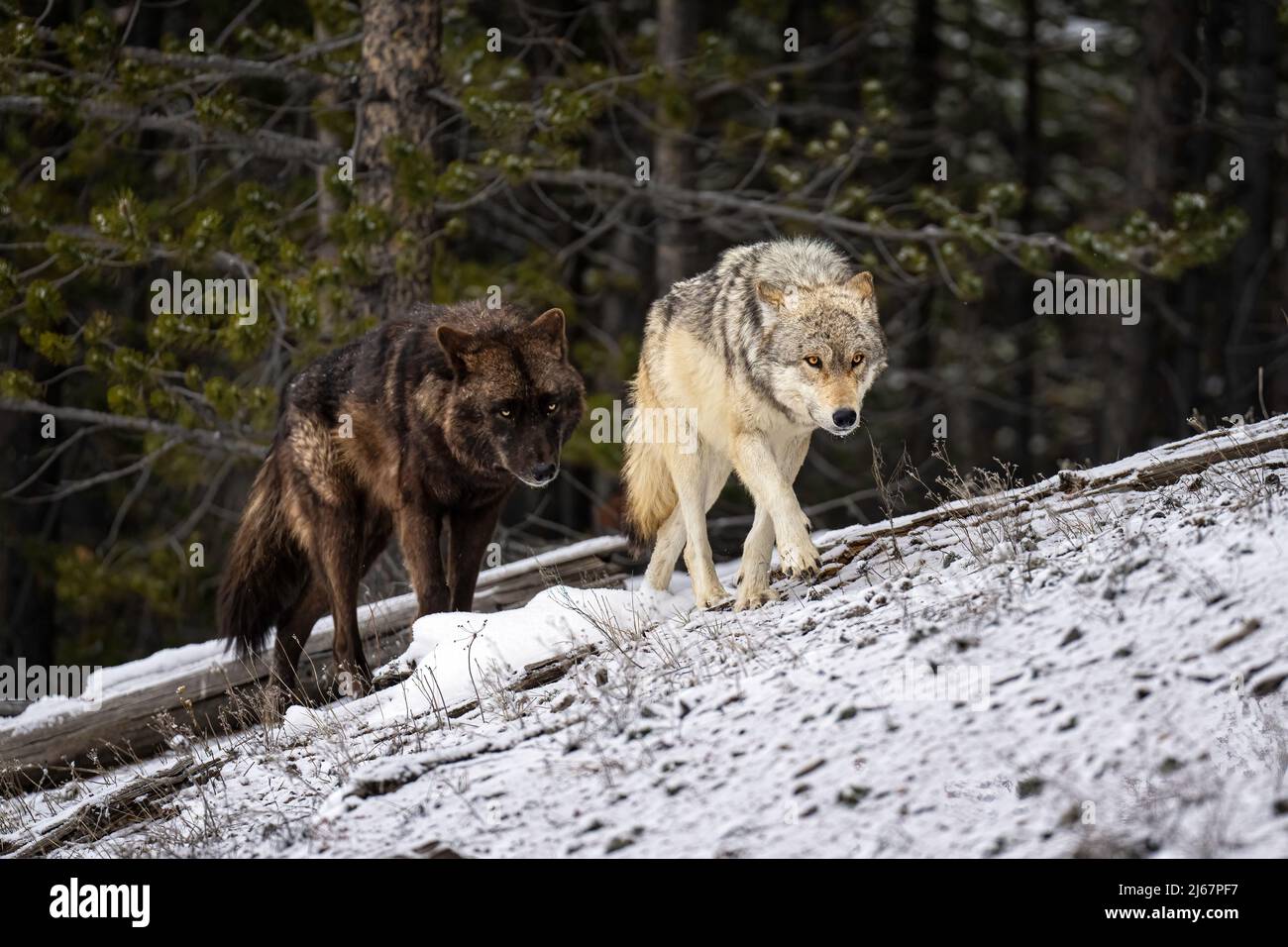 Graue und schwarze Wölfe Stockfoto