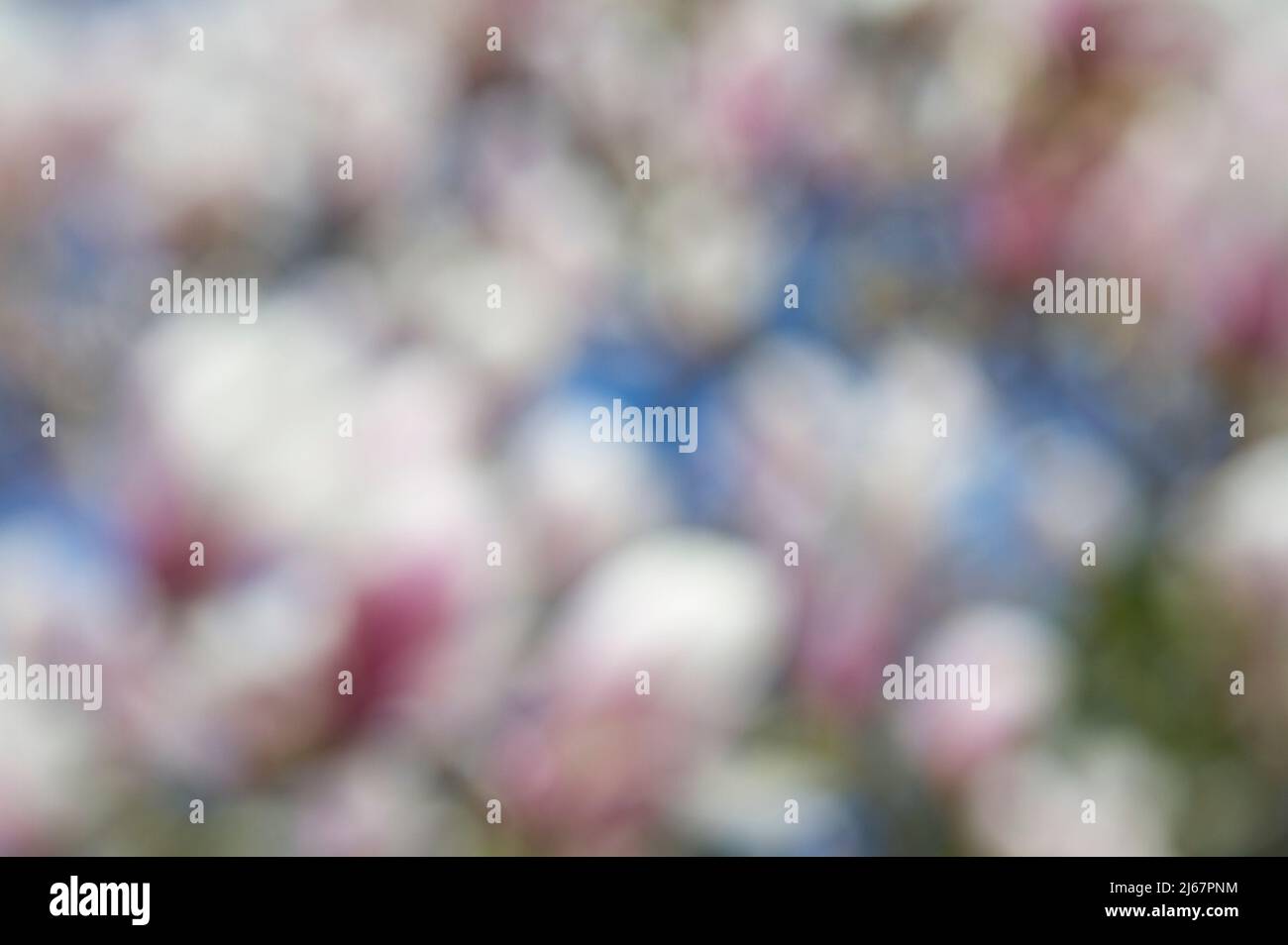 Weicher Fokus absichtlich verschwommenes abstraktes Foto von weißen und rosa Magnolienblüten vor einem blauen Himmel. Stockfoto