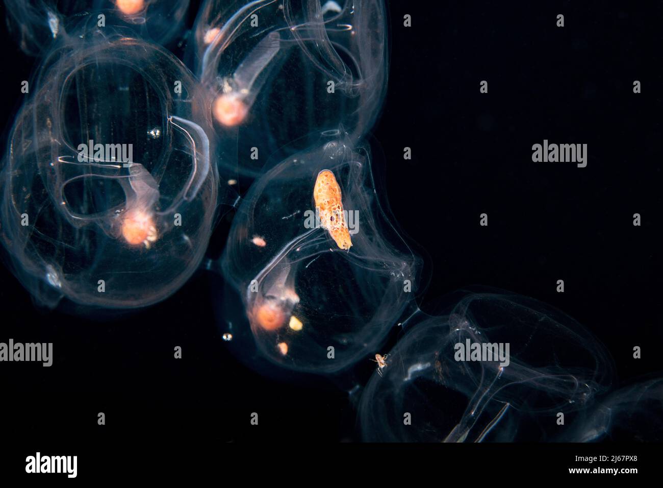 Koloniale Salpenkette, mit winzigen Cephalopoden im Inneren - wahrscheinlich ein männliches oder unreifes Weibchen argonaut oder Papier nautilus, Kona Hawaii, USA Stockfoto