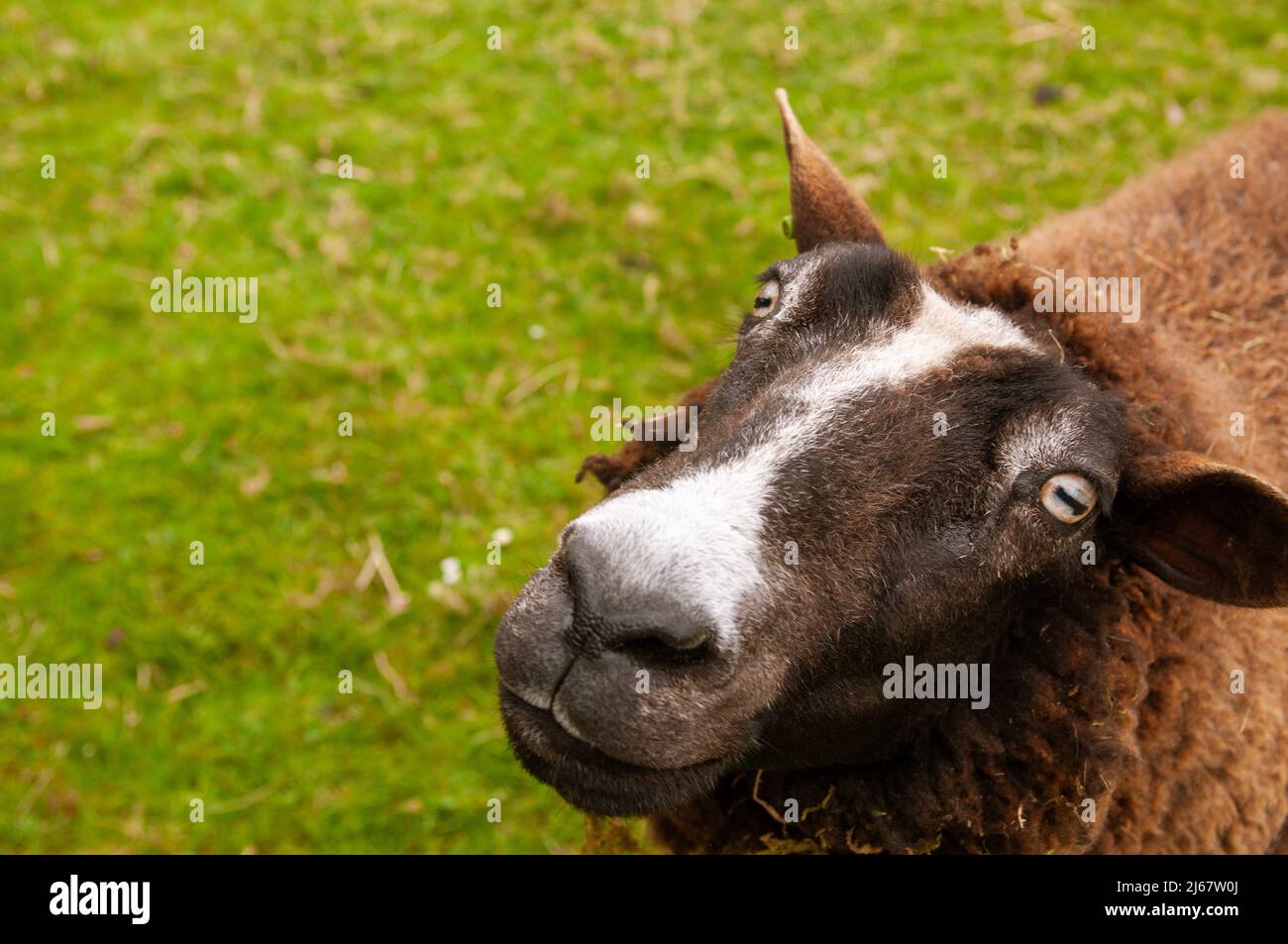 Nahaufnahme Porträt Schafsgesicht, niedliches Porträt von Schafen auf dem Bauernhof im Frühling. Stockfoto