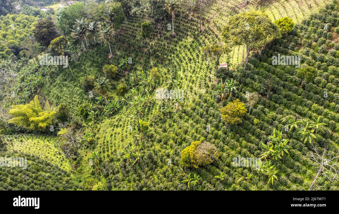 Las Acacias Coffee Farm, Salento, Quindío, Kolumbien Stockfoto