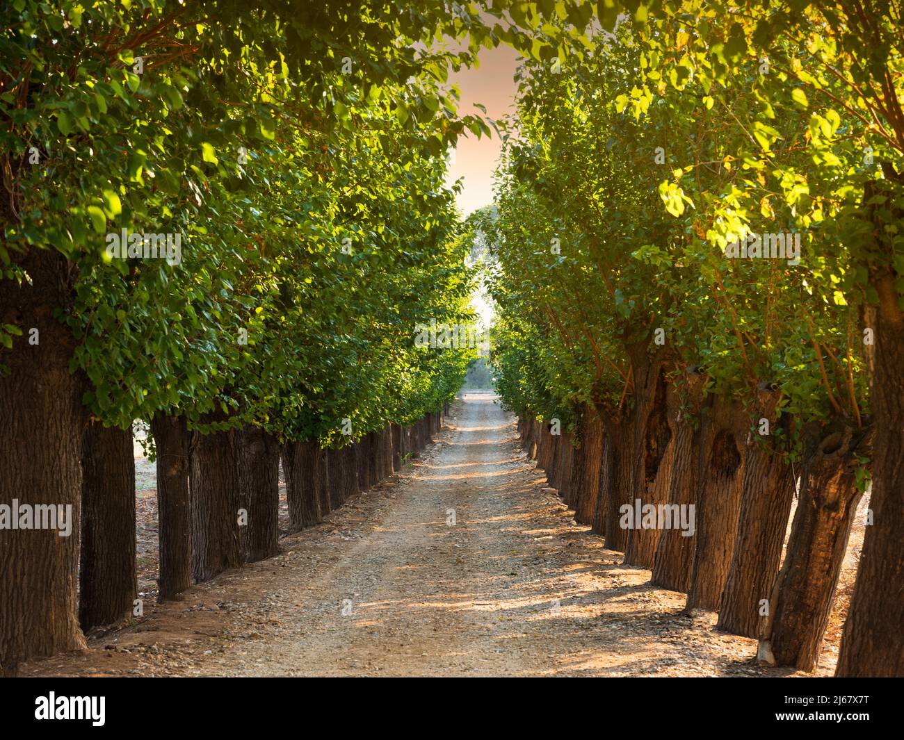 Blick auf die Straße unter Bäumen. Leerer Feldweg zwischen Bäumen auf dem Land. Ausfahrbarer Wanderweg Stockfoto