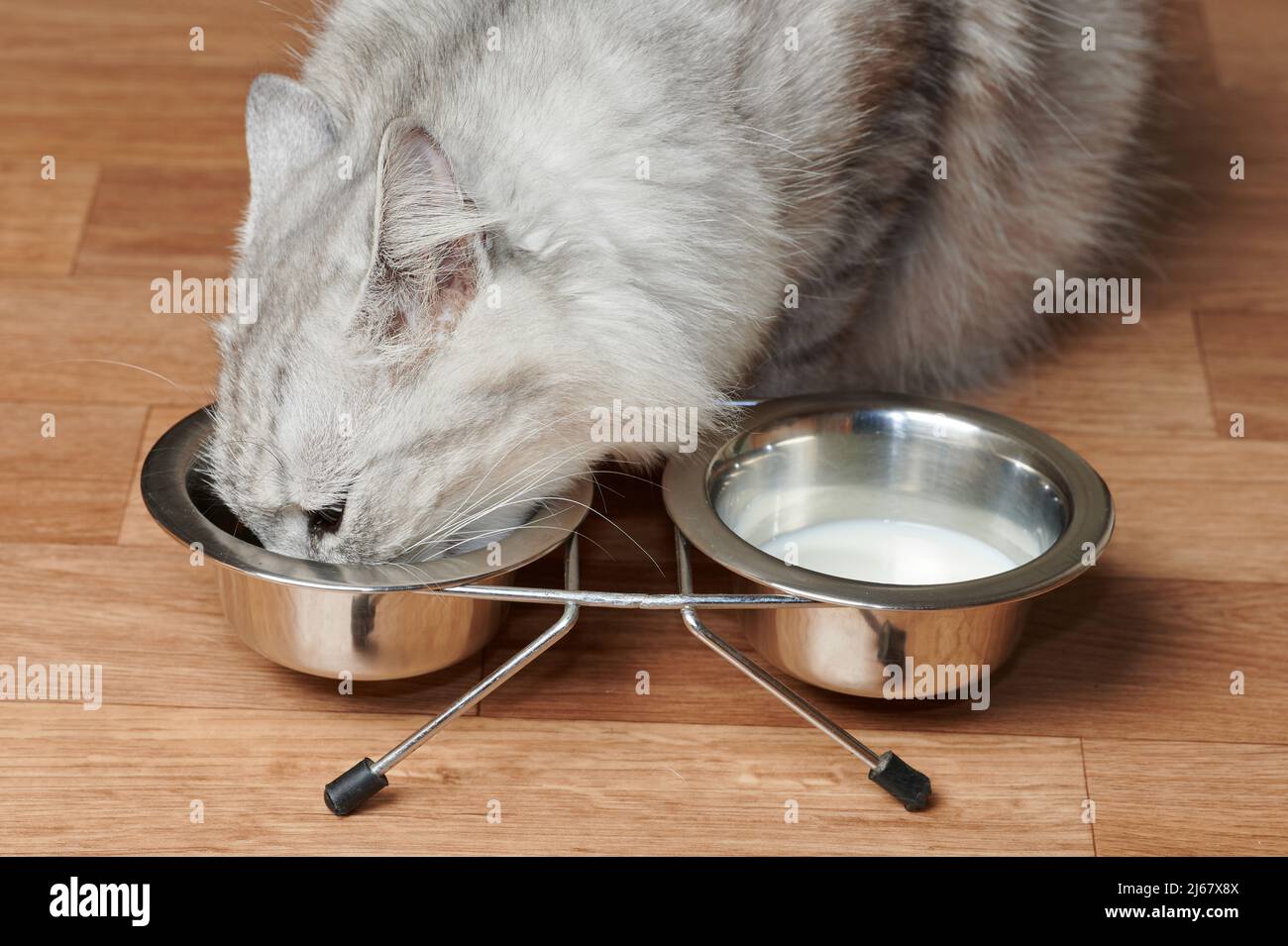 Haarige Katze, die Nahrung aus Metallschüsseln auf dem Holzhausboden isst Stockfoto
