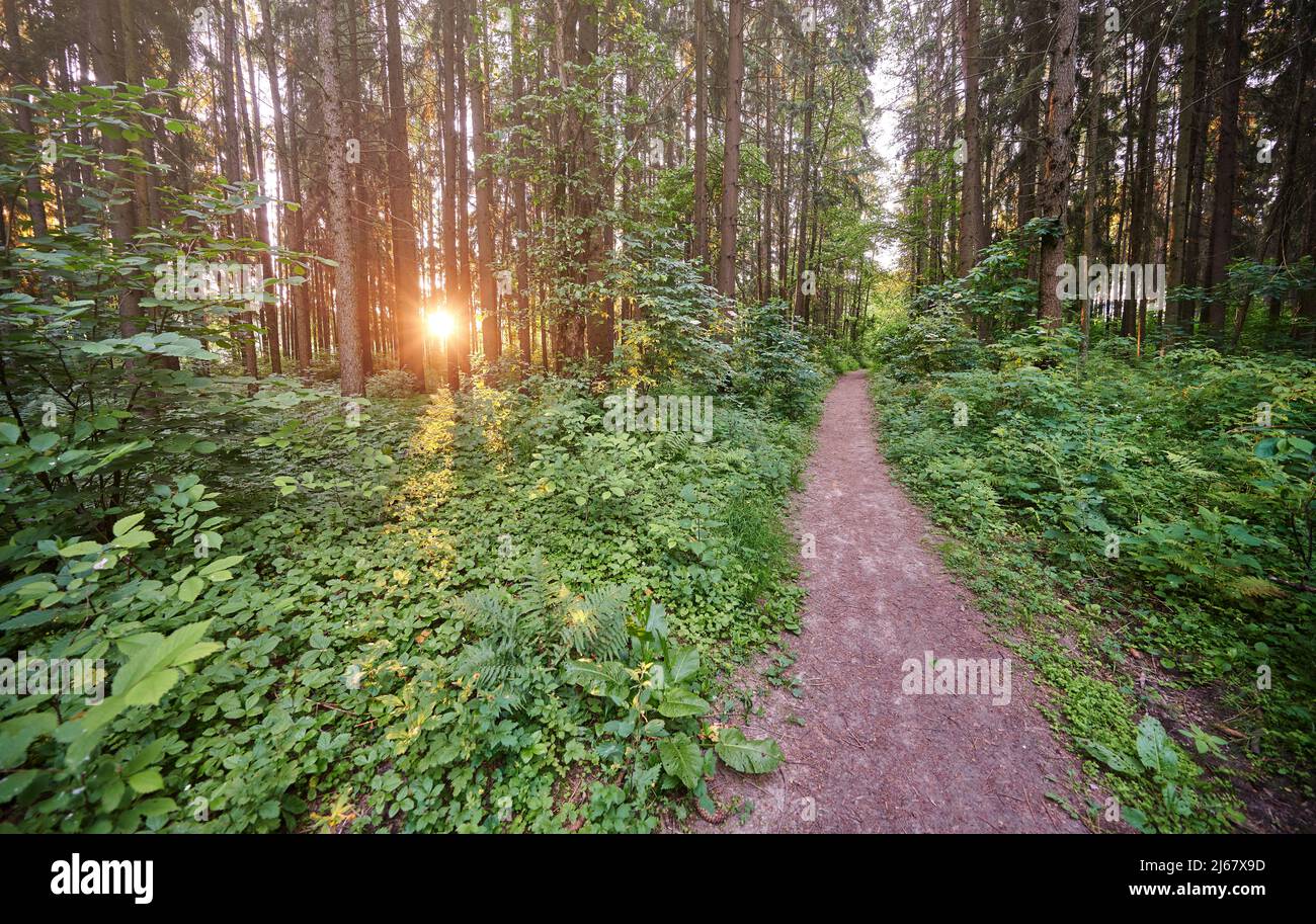 Wanderweg im grünen Wald mit Sonnenstrahlen in der Morgenzeit Stockfoto