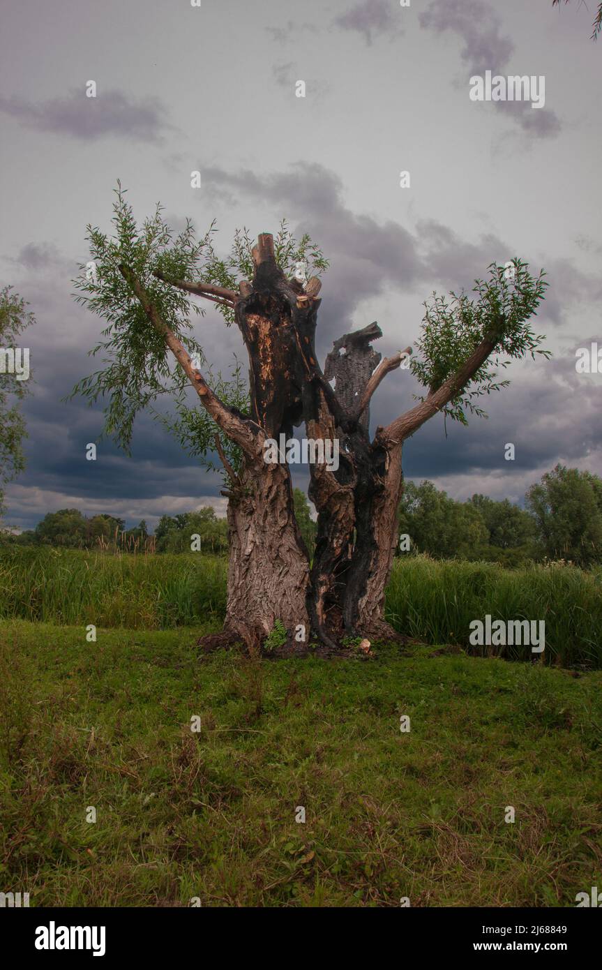 Weidenbaum verbrannt vom Blitz getroffen Stockfoto
