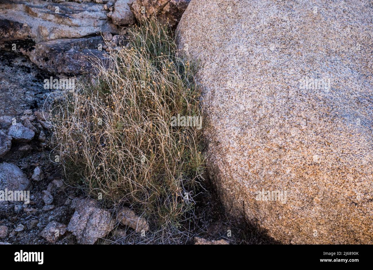Eine zarte Pflanze, die zwischen den Felsen des Joshua Tree National Park wächst. Stockfoto