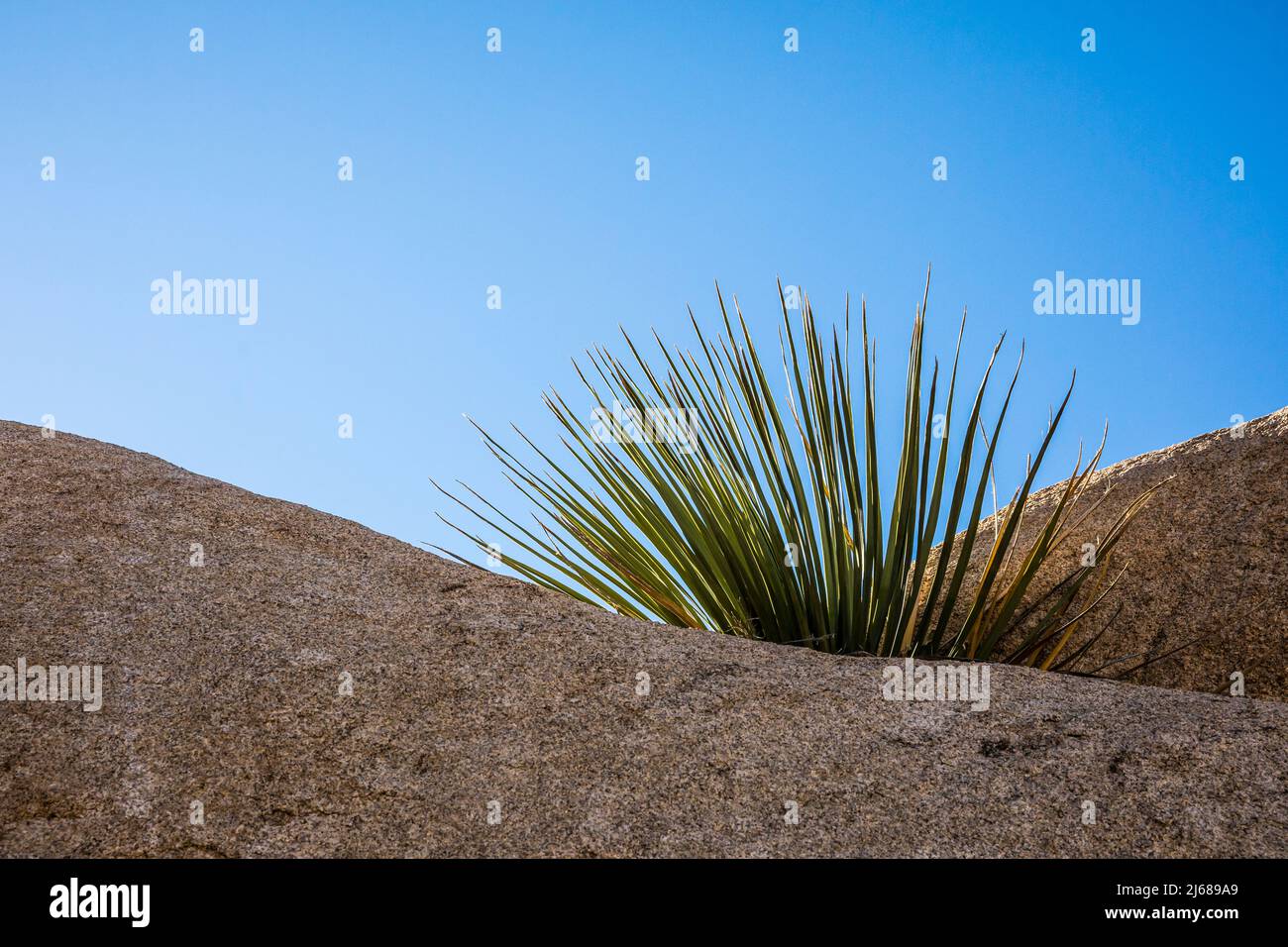Eine Yucca, die zwischen den Felsen des Joshua Tree National Park wächst. Stockfoto