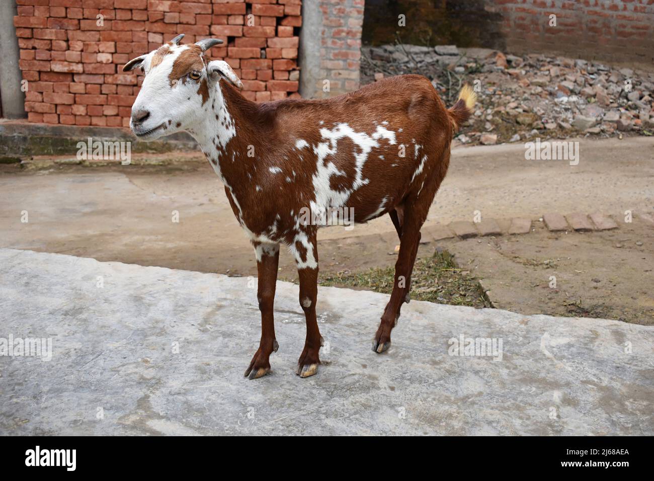 Village White Brown Goat Standing, Capra aegagrus hircus, Amehti Village, Uttar Pradesh, Indien Stockfoto