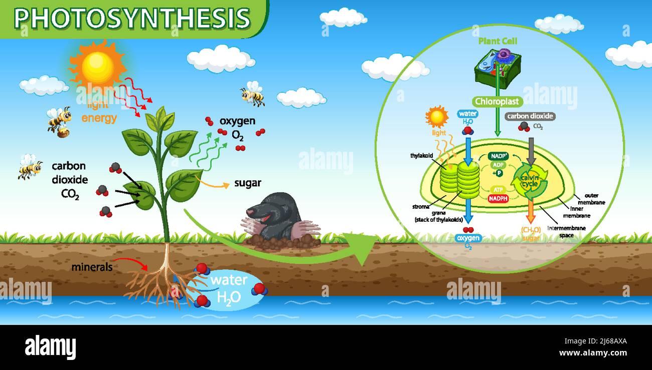 Diagramm mit Photosynthese in Pflanzendarstellung Stock Vektor