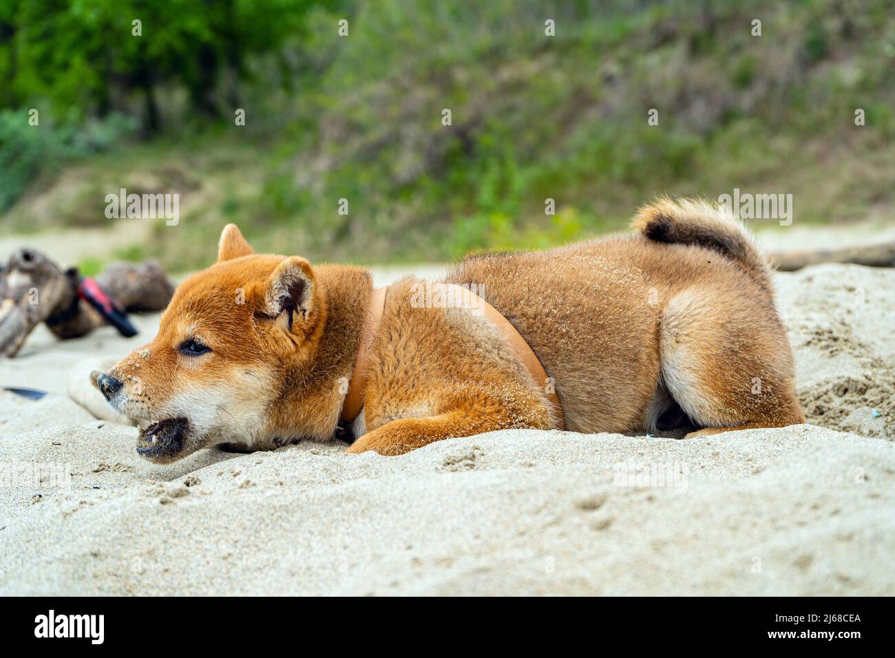 Der junge shiba Inu Hund spielt im Sand in der Nähe des Flusses Stockfoto