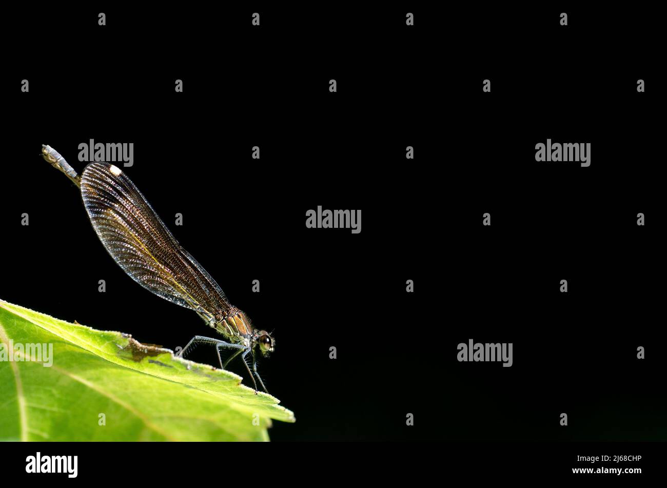 Kupfer-demoiselle oder Mittelmeer-demoiselle (Calopteryx haemorrhoidalis), weiblich. Stockfoto