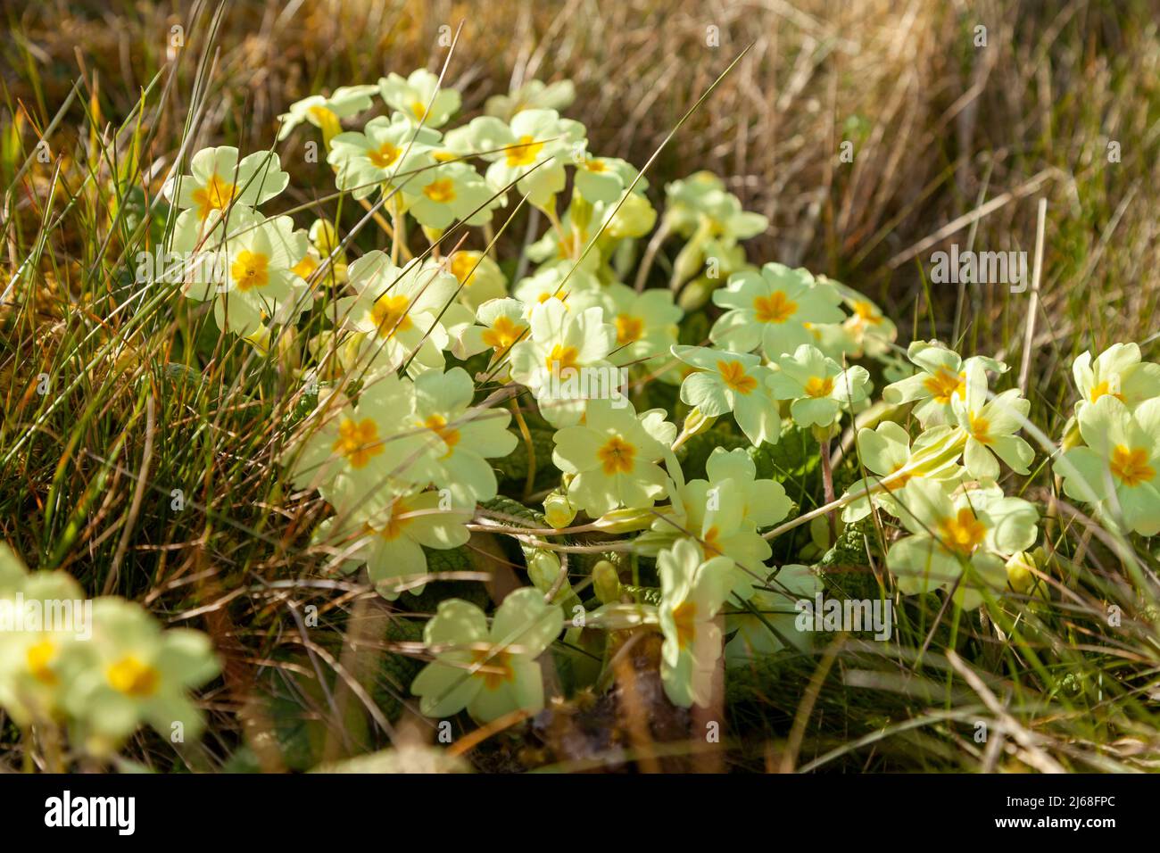 Ein Fleck wilder Primeln (Primula vulgaris) blüht im April, Fife, Schottland, Großbritannien Stockfoto